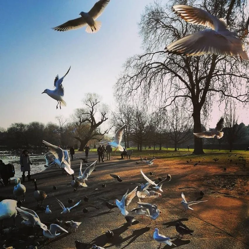 Seagulls Regents Park 2.JPG