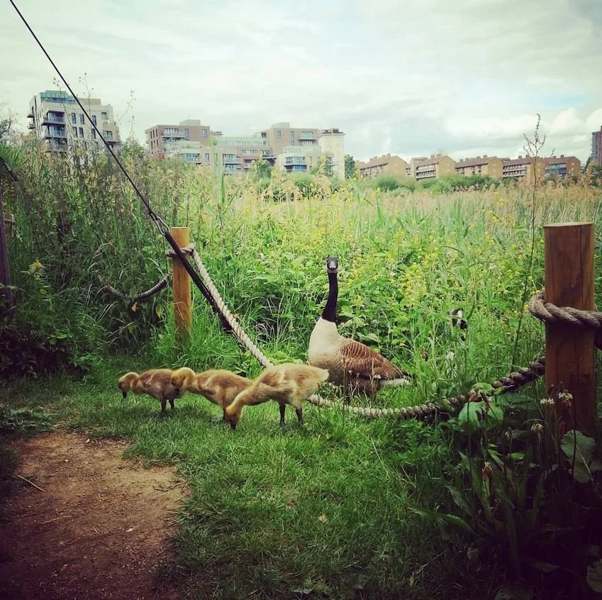 City Goslings.JPG