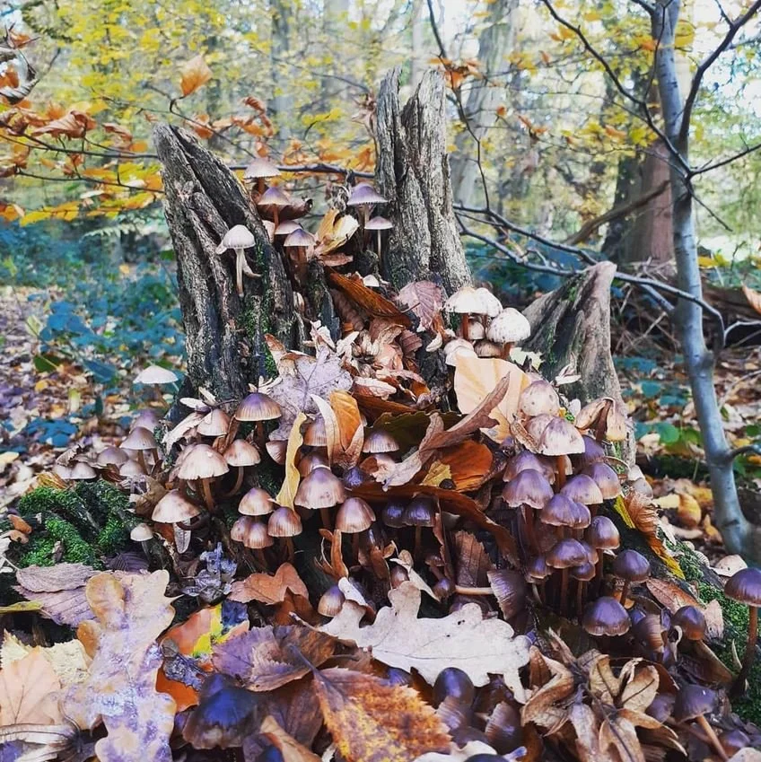 Fairy Mushroom Mound - Trent Park.JPG