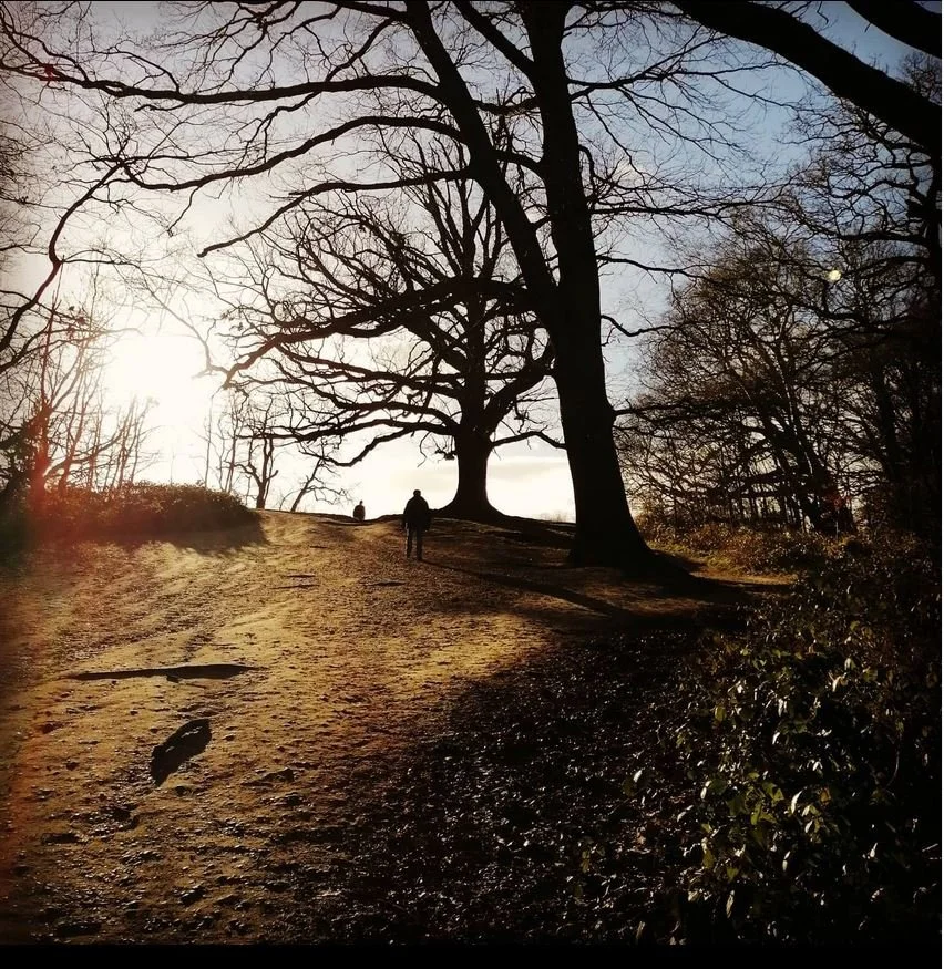Trees and Shadows - Hampstead Heath.JPG