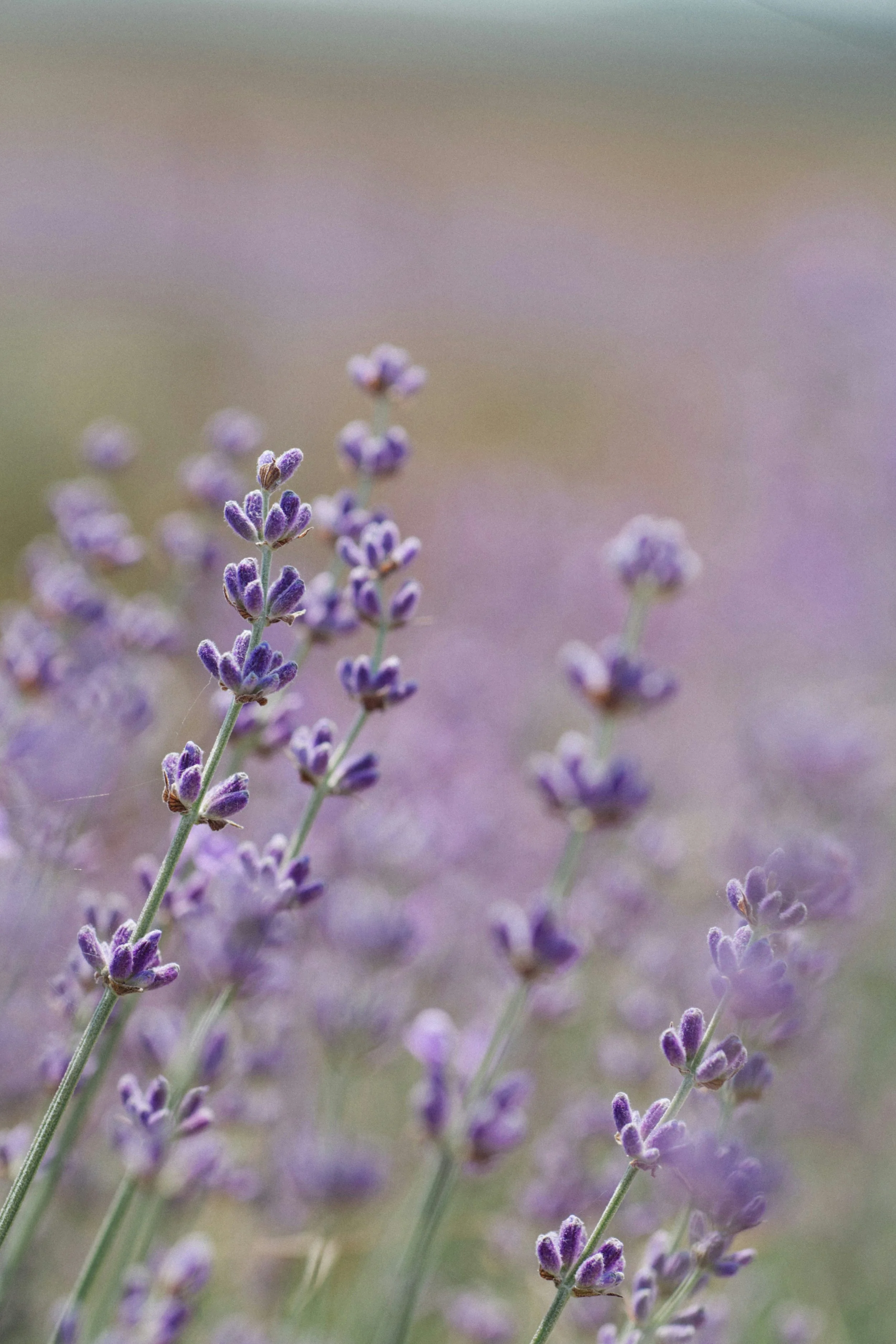 Fleurs de lavande en gros plan, illustrant l'utilisation de lavande séchée dans les masques relaxants pour les yeux.