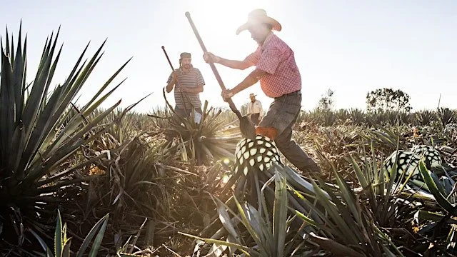 Tequila Tasting with Liquid Culture