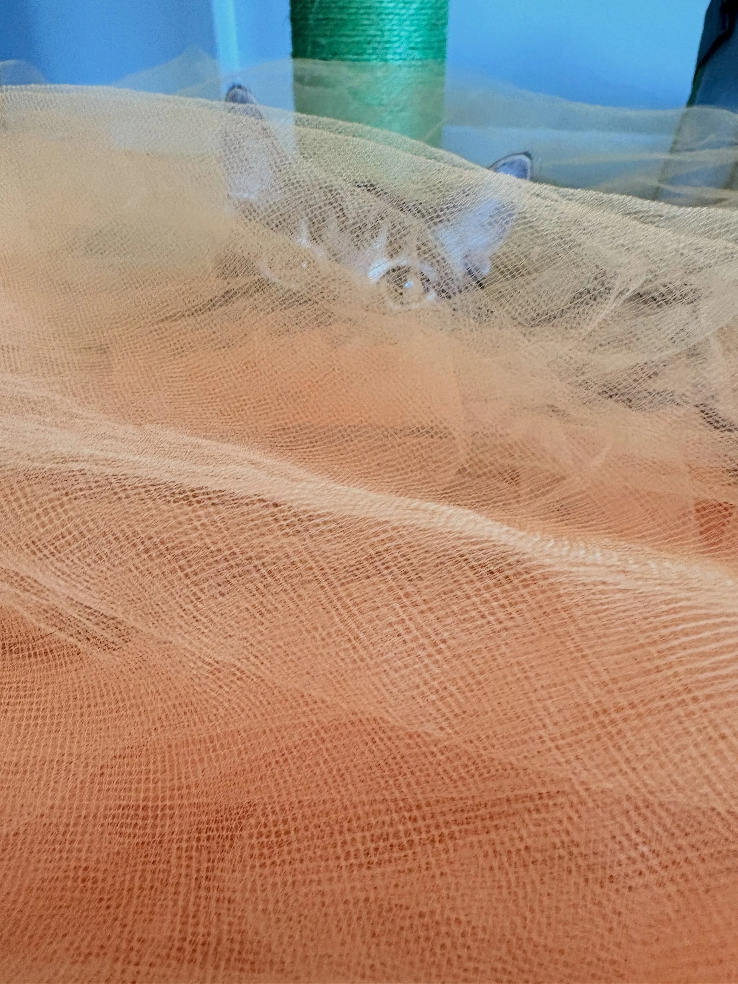 🎃 Orange tulle is ideal for Halloween costumes&hellip;and kittens.

She recently discovered this old costume skirt in a closet, claimed it as her own, and it is now her favorite toy to attack and burrow in.

#kittensofig #kittenplay