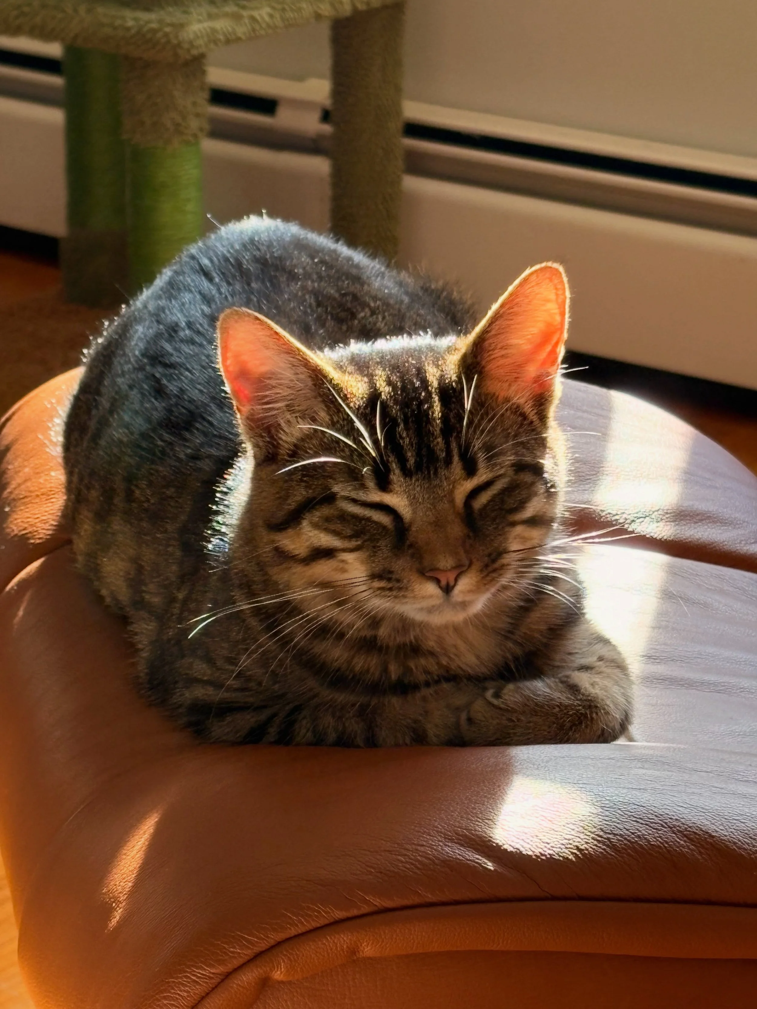 🌟 Glowing

#kittenrescue #sunshine☀️ #sleepingcats