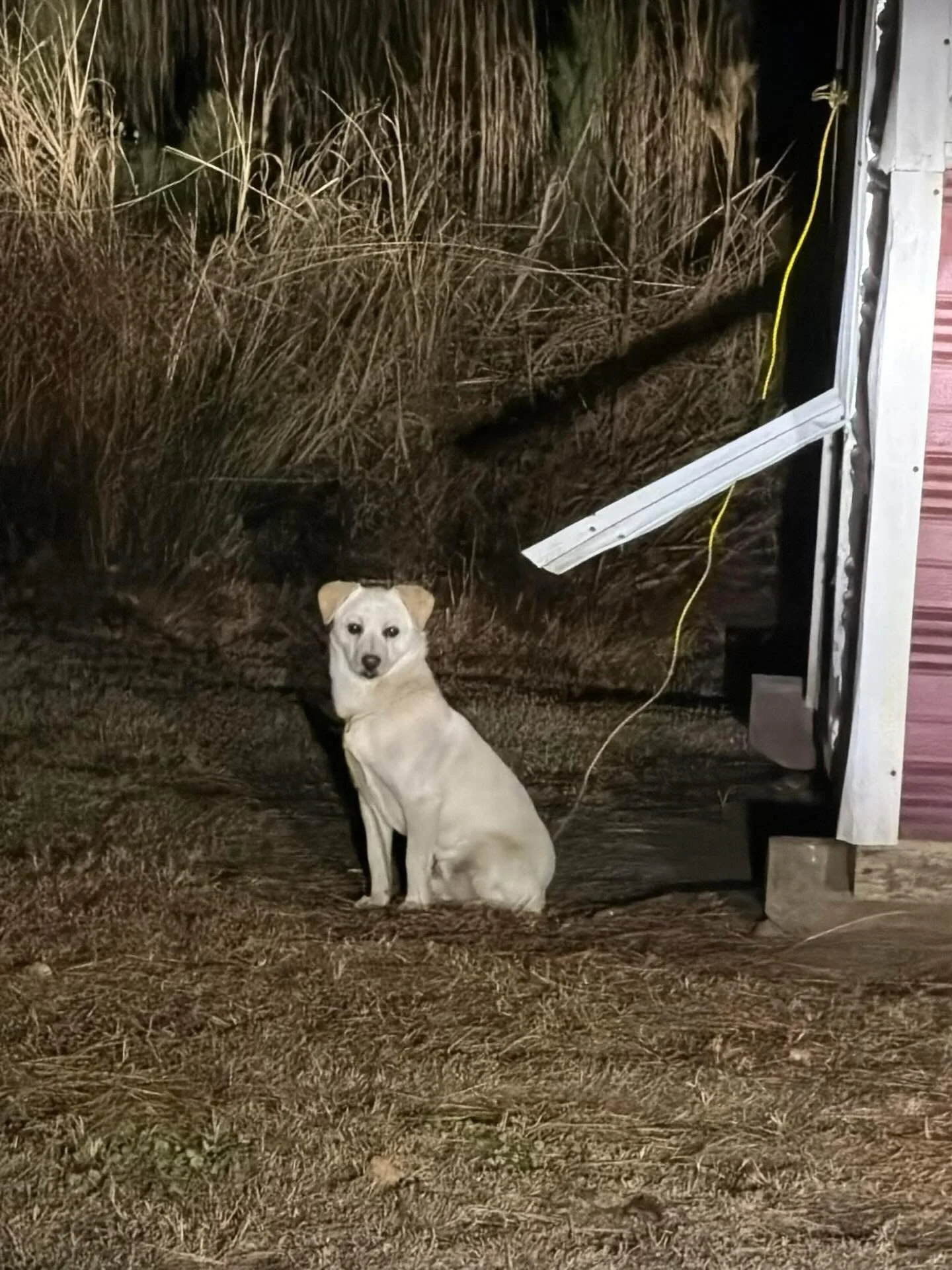 Animal control was called out to a dog tied up at the old SPCA on 1/15/2026, but prior to their arrival the dog was able to break the door he/she was tied to and cannot be found. If you know this dog&rsquo;s owner or see him/her, please contact Lenoi