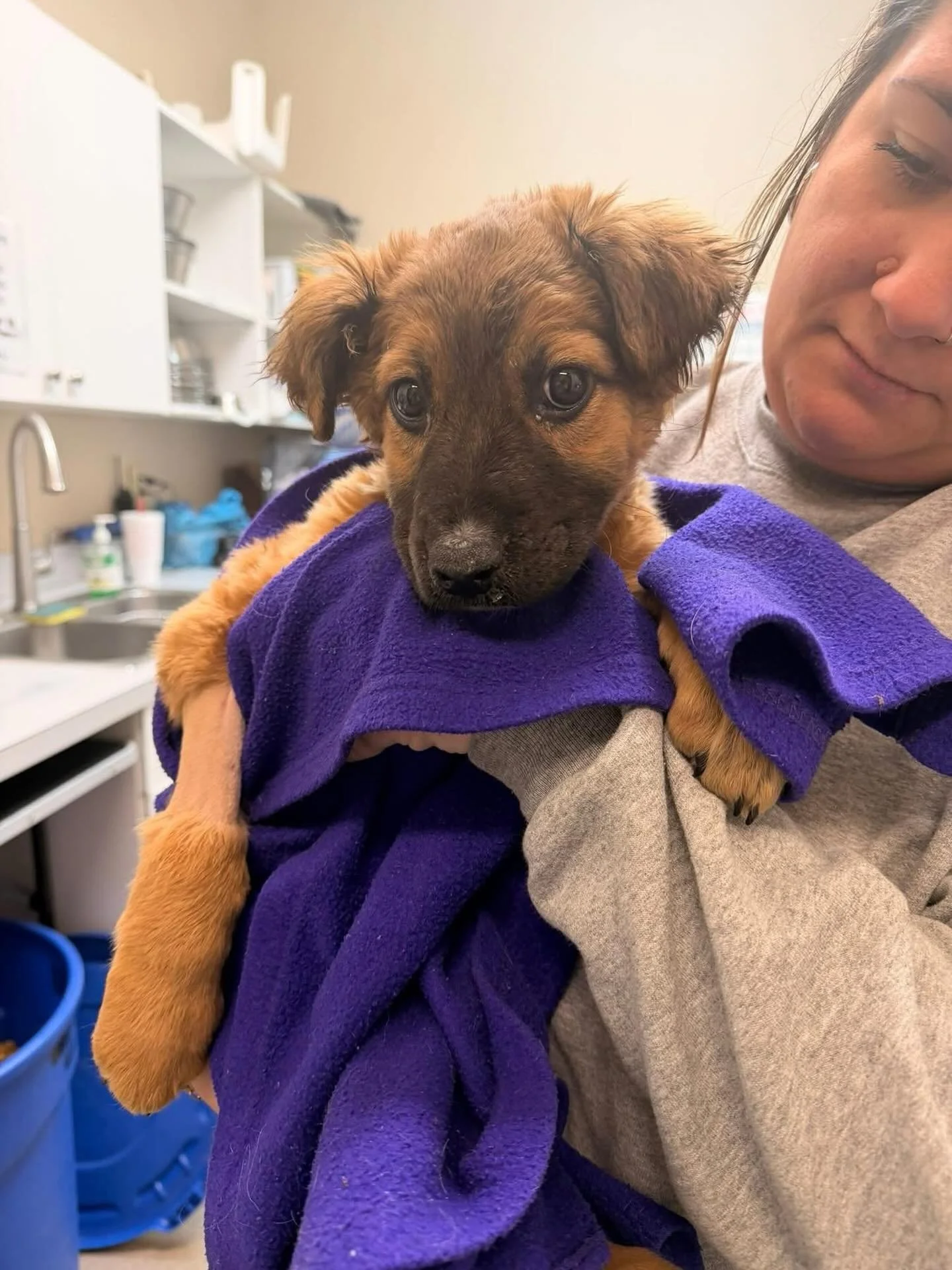 Countryview Animal Hospital sent us a wonderful update this morning!!! Ted is eating this morning after 5 days of hospitalization!  5 days, and counting, is a long time to hospitalize an animal.  Anyone who has ever had to do that understands the cos