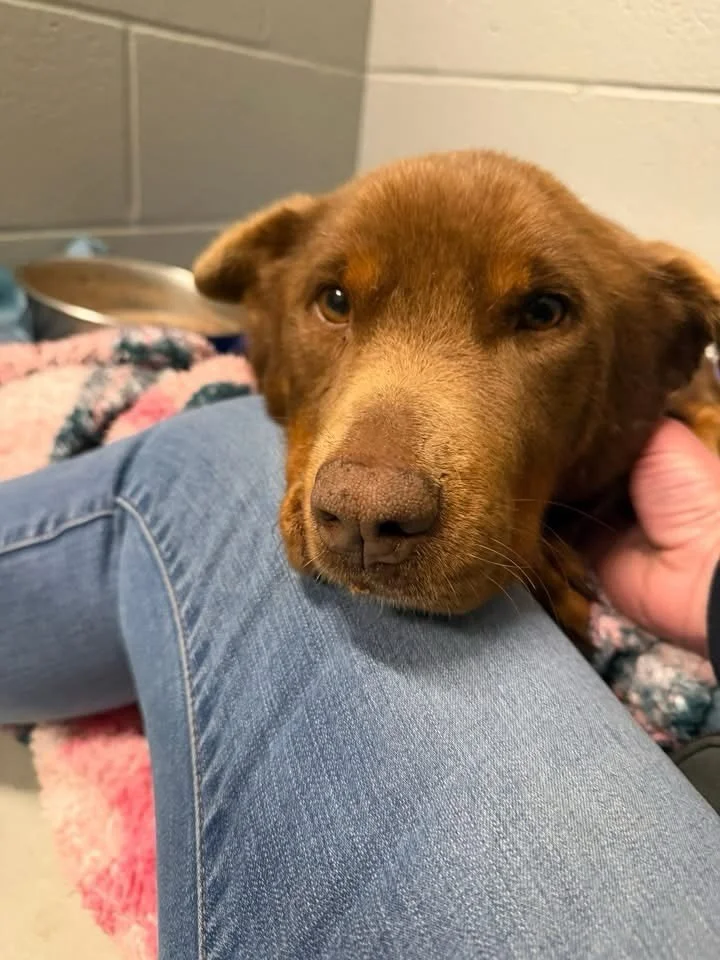 We are still being inundated with medical cases. This is Red. She is an older gal, about 7 years old and we know nothing about her past. We do know that appears to have a very old injury to her mouth, making it difficult to eat solid food. She is als