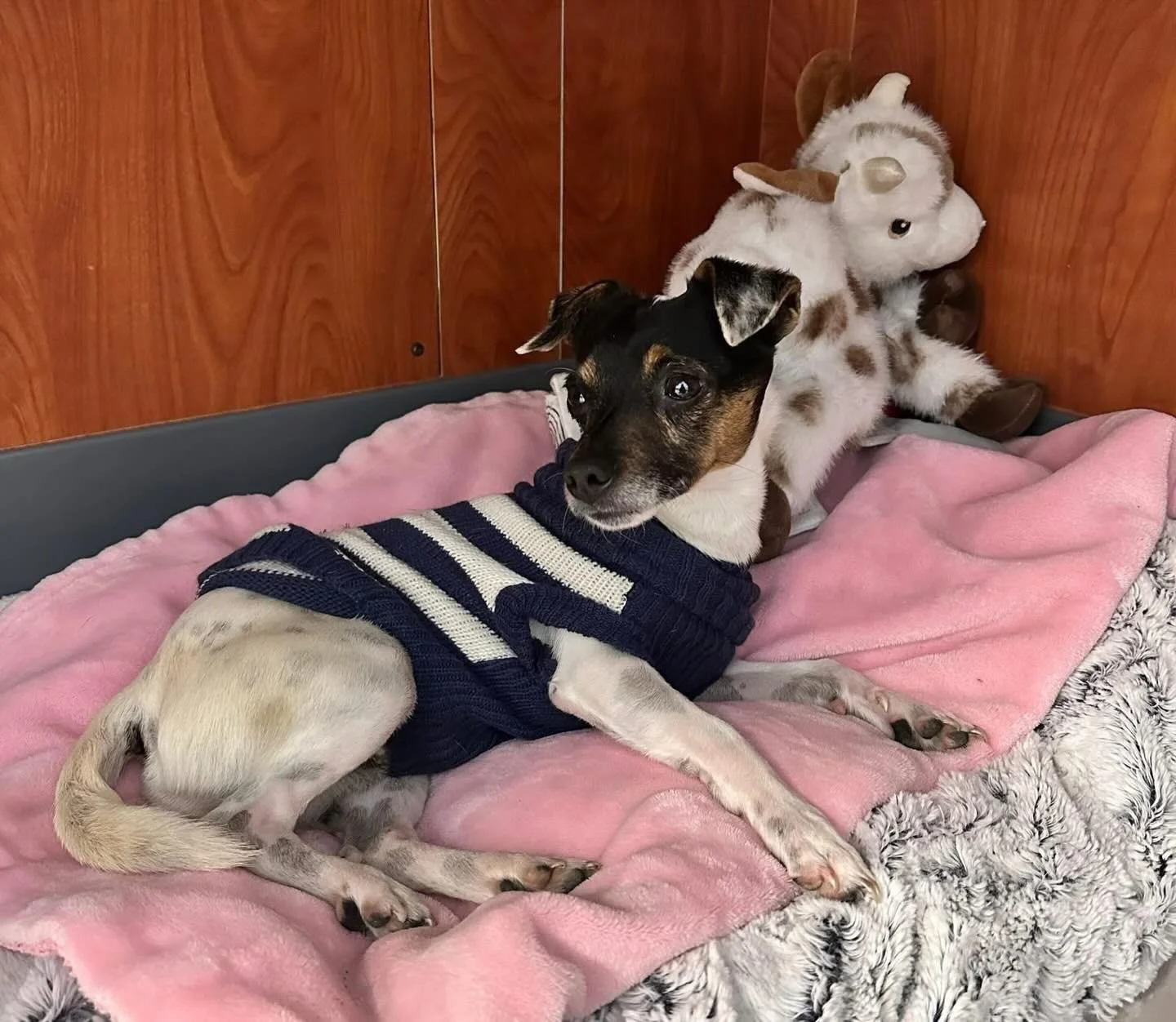 Meet Penguin 🐧💙

This little guy is 3 years old, just 8 lbs, and packed with personality. Penguin may be small, but he&rsquo;s got a big heart and an even bigger love for people. He&rsquo;s the perfect size for laps, couches, and cozy sweaters (cle