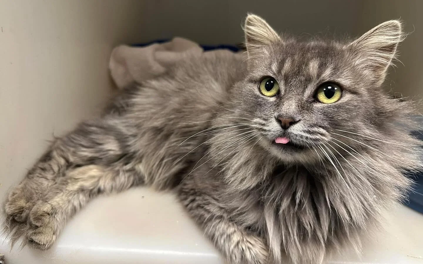 Persephone is beautiful! She ready for adoption!