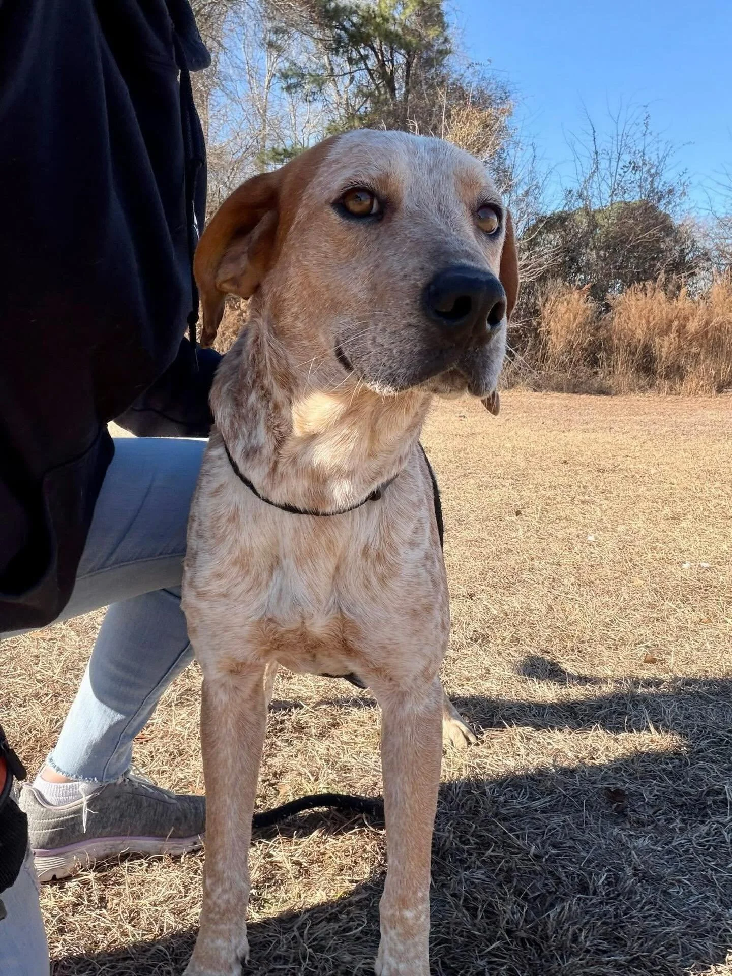 Cinnabon enjoying the scenery and the companionship!  He is a very well mannered boy  walks well on a leash and dog friendly 
Breed - hound mix 
Age - 4 years old 
Weight - 60 lbs 
Intake - stray 
Medical - heartworm positive