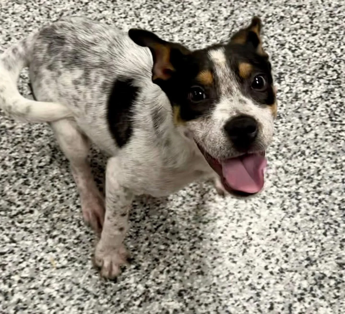 This happy go lucky fella and Wuff and he is excited because he is finally free from the vet&rsquo;s office and free of Parvo!  He is 3 months old and ready to find his new family!  However, if you cannot adopt, please consider donating towards his c