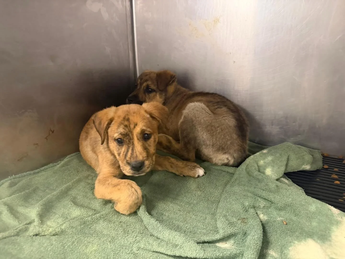 Our puppy room went from nearly empty to full and we have four more pups on the way as we speak!  We are running low on wet puppy food!  All donations to the SPCA are tax deductible and every can goes to good use!  If you have been wanting to adopt a