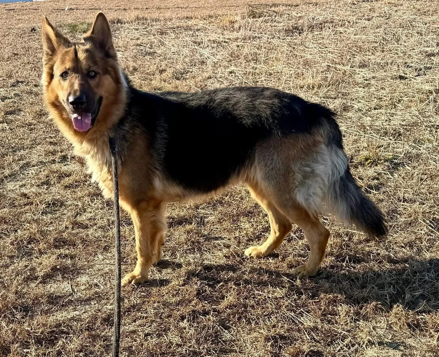 We are looking for an experienced German shepherd foster or a rescue for this sweet and beautiful boy!  He is stunning, walks well on a leash but is very breed typical in many ways, which means he does not do well in a shelter!  If your rescue has sp