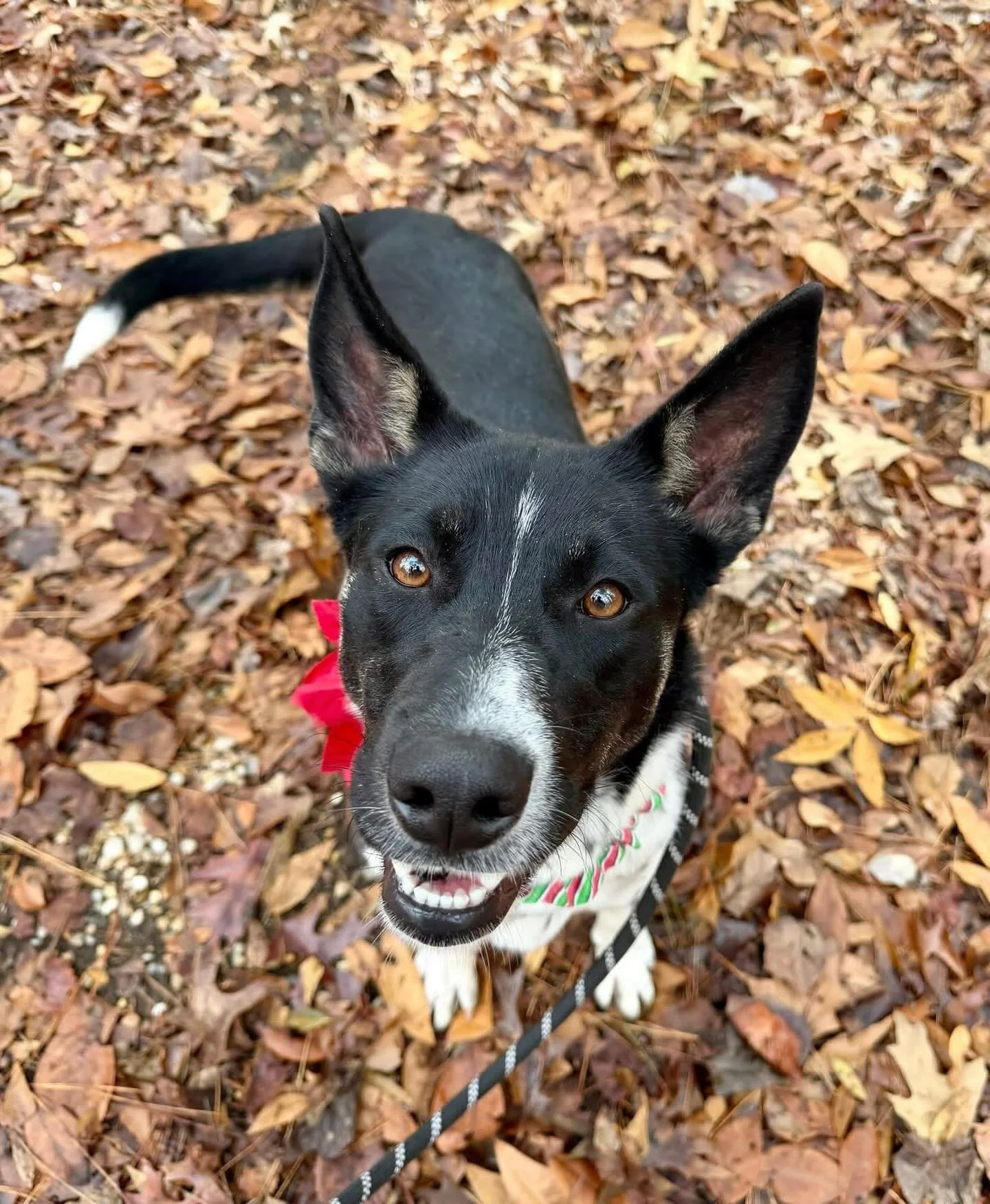 It&rsquo;s cold outside and we know that means we all just want to be cuddled up under a blanket next to the fireplace.  That is not in the cards for our staff and the dogs need walks and outside time!  You can help the dogs and the staff by coming t