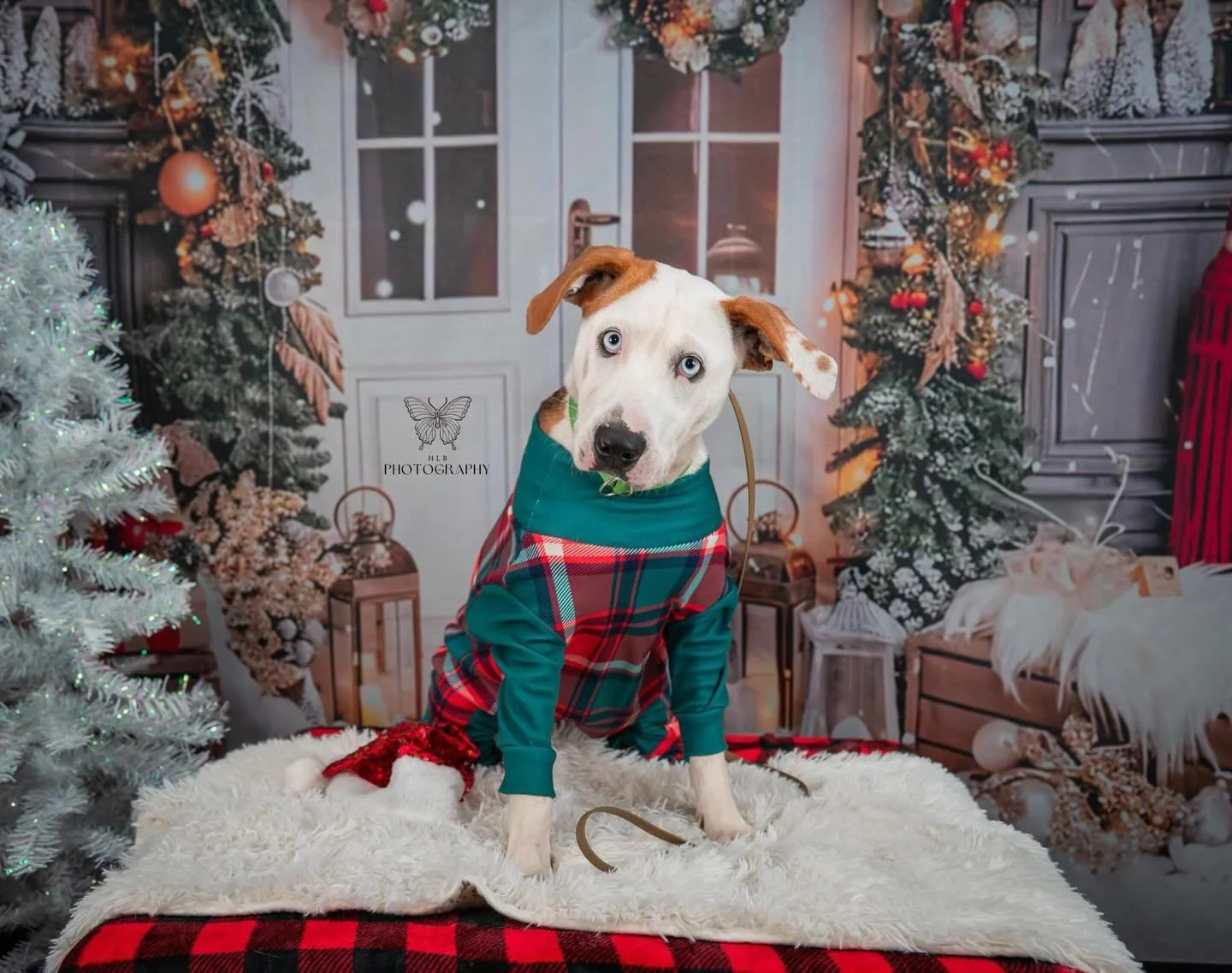 Aurora has left for rescue! We are thankful for every rescue who pulls from us, we hope she finds her new home for the holidays!