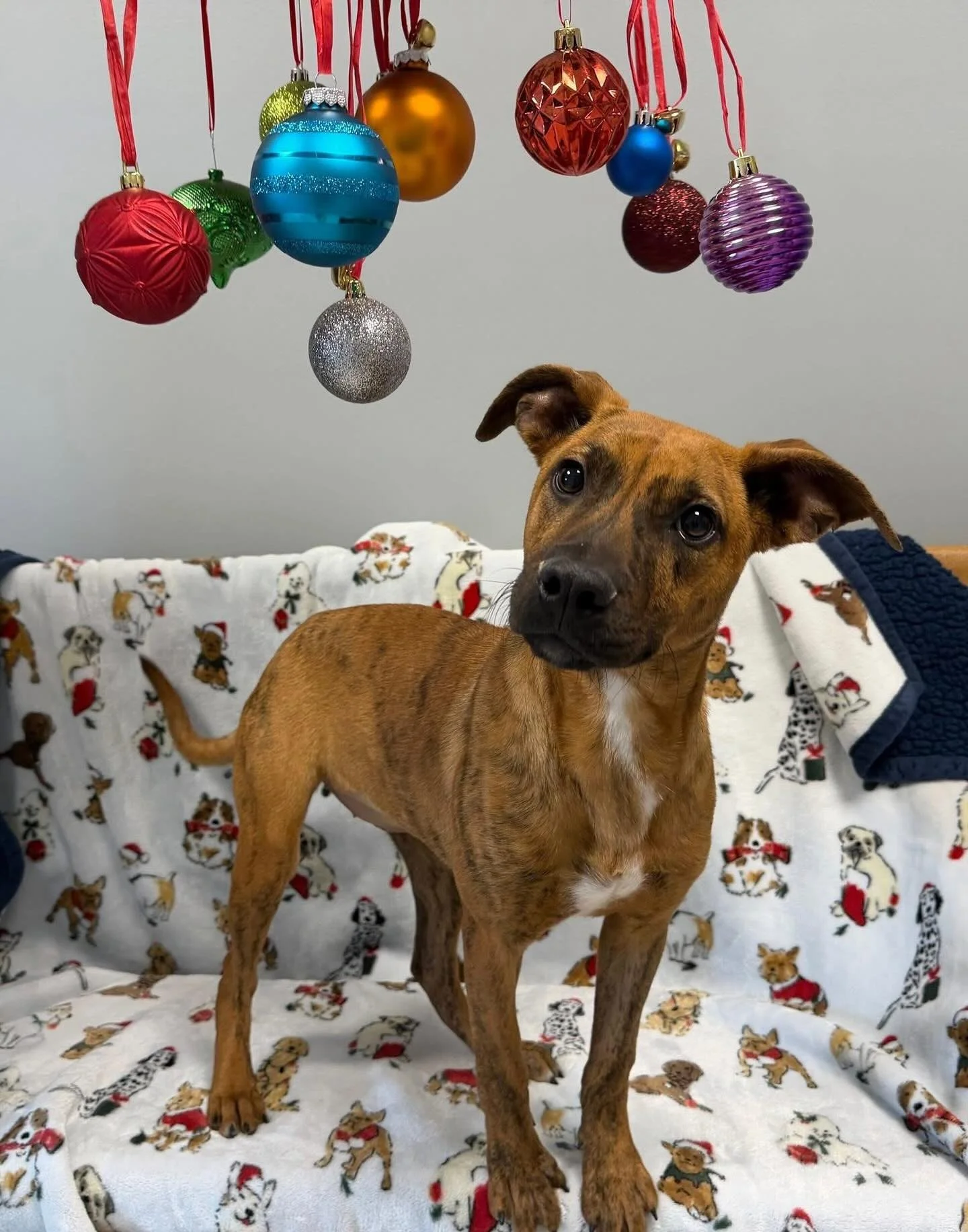 Milkshake is still looking for her perfect match! This sweet 5-month-old puppy needs a family with a playful dog to teach her how to be a cherished part of the family. With lots of puppy energy, she'll bring joy to her new home. Her Christmas dream i