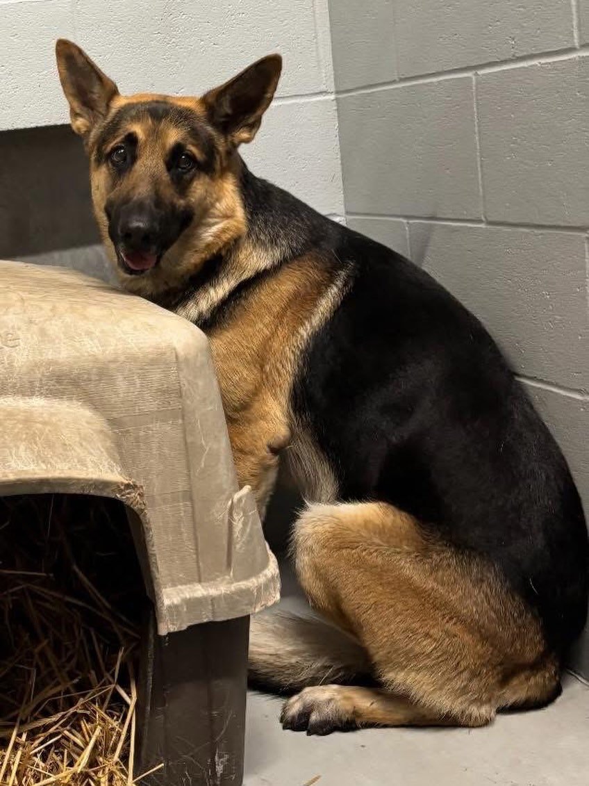 Do you know me?

Found on Pine Knoll Dr in Kinston 

Please contact Lenoir County Animal Control if this is your pet. 

(252)-526-4200 ext. 4309 or email animalcontrol@lenoircountync.gov