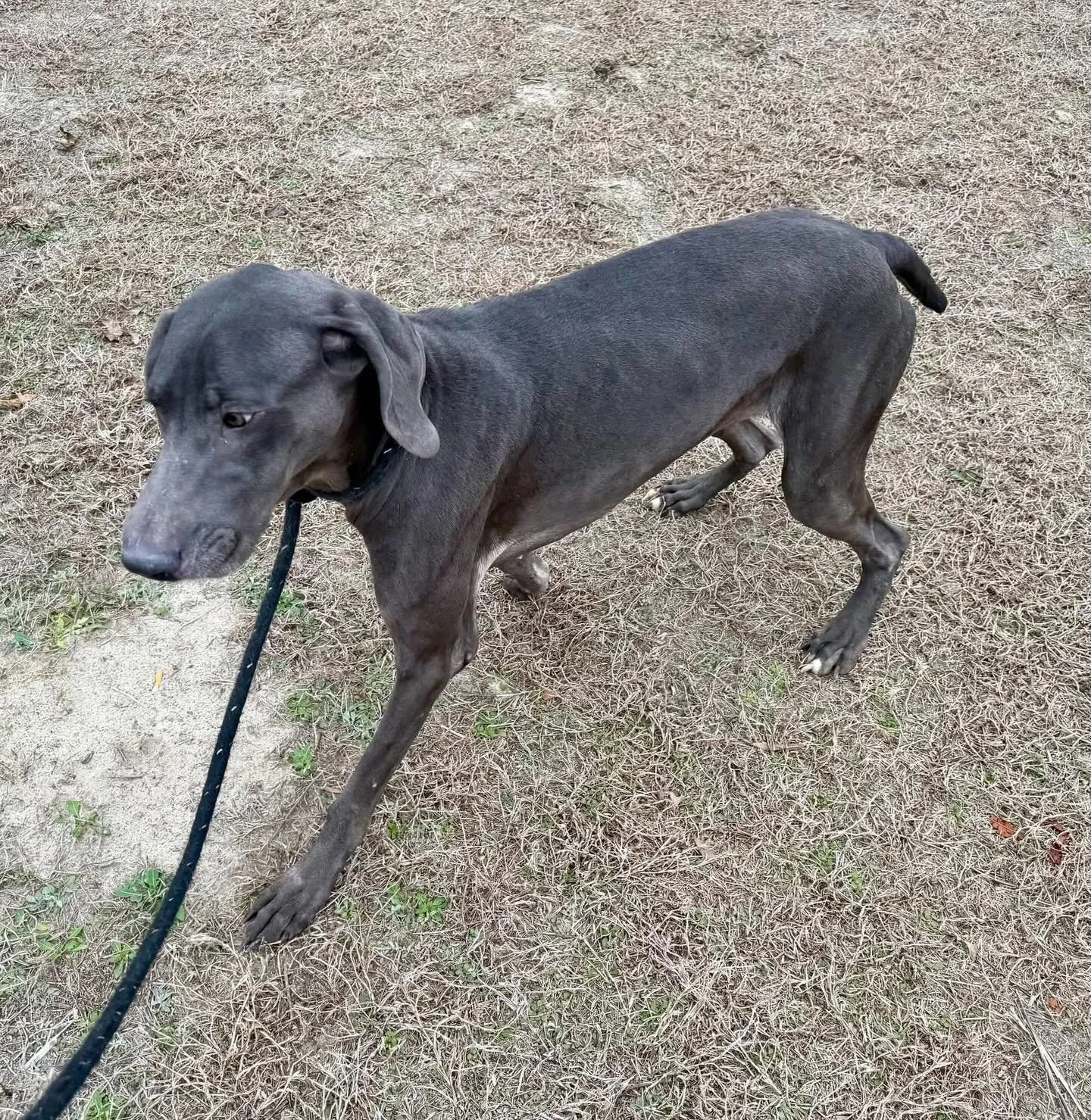 This is Hawthorne and she is a 3.5 year old Weimaraner.  She came to us severely emaciated, covered in urine and feces, pressure wounds on her body from constant kenneling and terribly afraid.  The progress she has made since arriving, both physicall