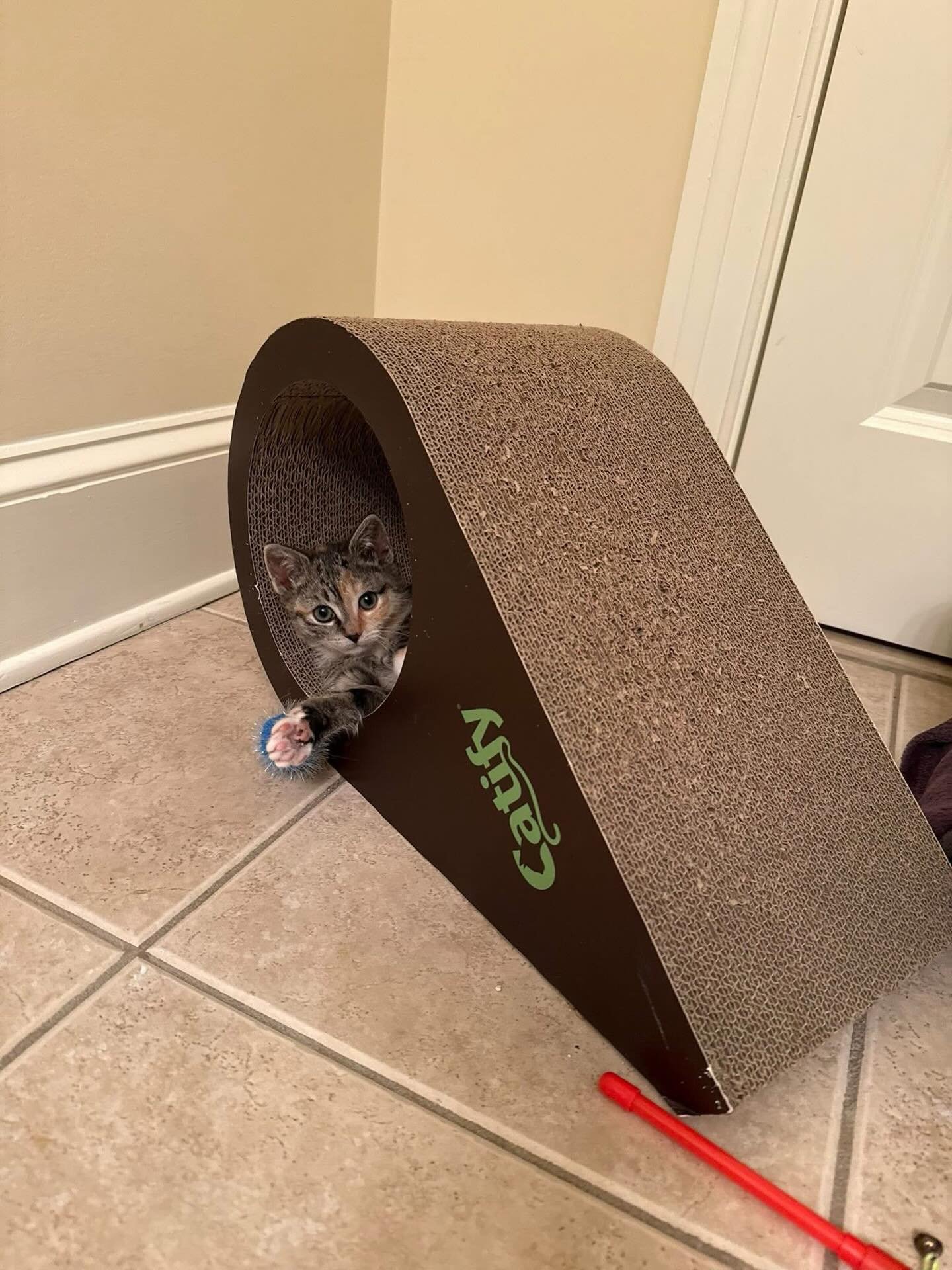 This is Haze! She is a beautiful little lady at approximately 2 months old. Haze hasn&rsquo;t had the easiest start to life and she is still fighting through some fears. I personally don&rsquo;t trust humans right off the bat either, so I can&rsquo;t