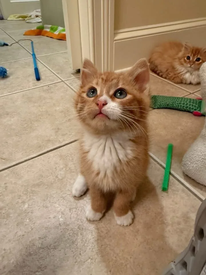 Meet Bee! He is approximately 2 months old and will be ready to go to his forever home on Feb 3rd (after his neuter). Bee is a typical goofy orange boy. He is full of playfulness and love. He is quick to come up to you for attention and will be a ver