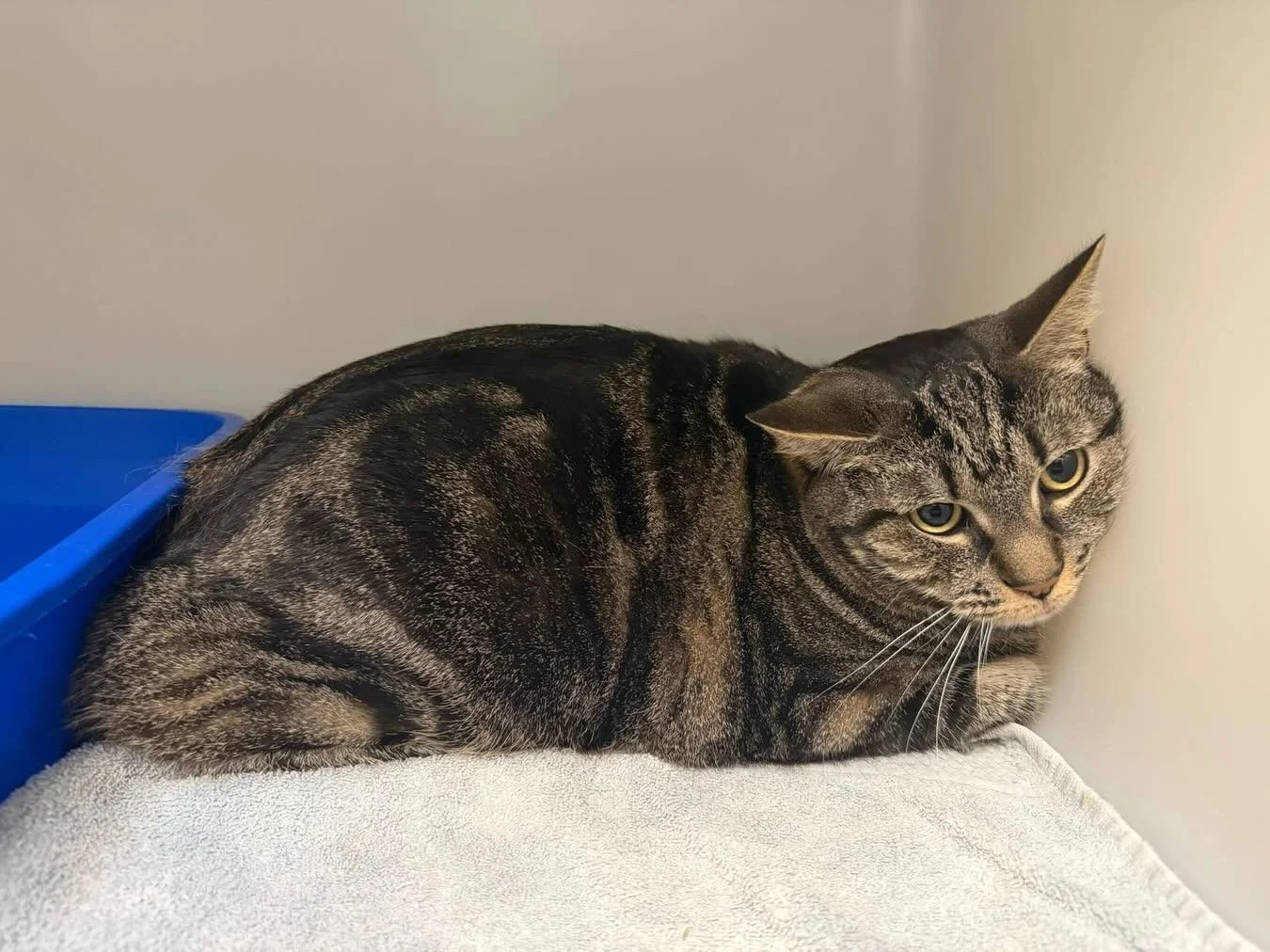 These big cats were just surrendered yesterday and they are struggling here. All are fully vetted, to include microchips and really need a quiet home to settle and feel safe again.  Life happens and we need someone to step up for these babies. They l