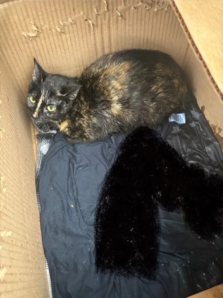 - update - while they are, by no means, out of the woods, two of the kittens began to breath very shallow once inside.  Send all of your prayers and good thoughts this way.  We are consulting the vet as we speak. This mom deserves all the praise, all