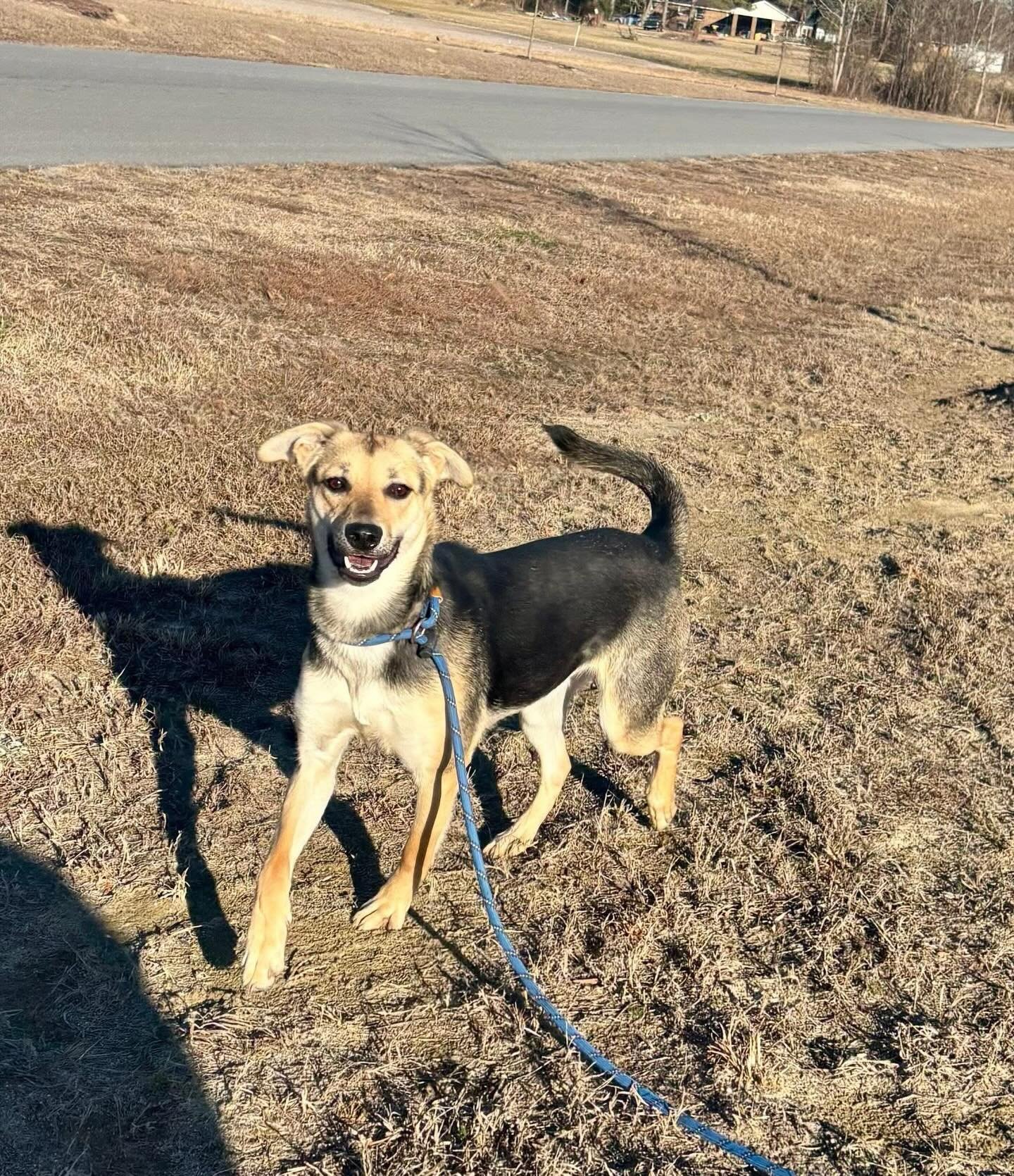 This is Brittany and she has come long way since arriving here!  Brittany is about one year-old and weighs about 30 pounds. She is a very nervous girl when she gets into new situations, but once she understands that no one will hurt her, she comes ri