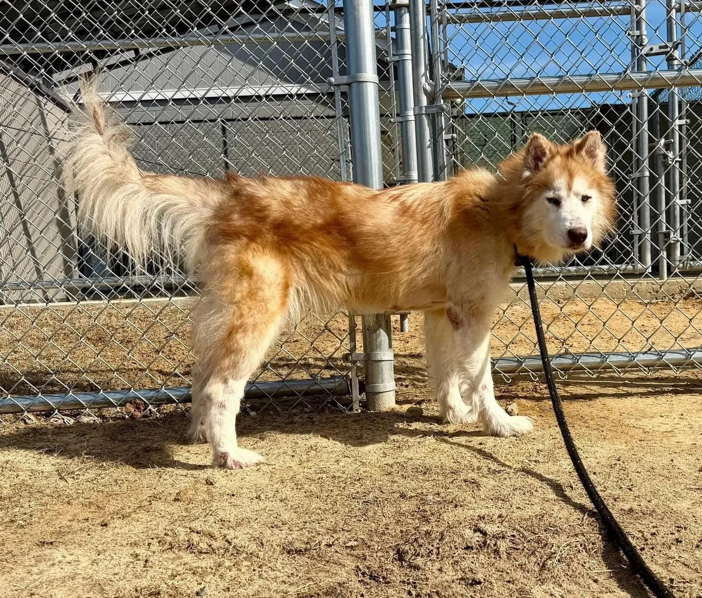 You may not know just by looking at her, but this is actually a huge improvement for Miss Angel!  When she came to us, she was very skinny, had a brawl and bleeding skin around her neck, almost no hair on her tail, awful intestinal parasites and a te