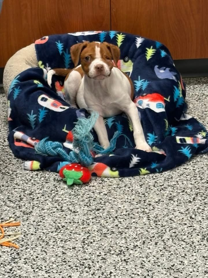 Mr. Winky went to the vet today for surgery. He did wonderful and while he definitely still has some recovery needed, he is headed in the right direction.  We believe that he suffered a very severe bite on the side of his face as a young baby, causin