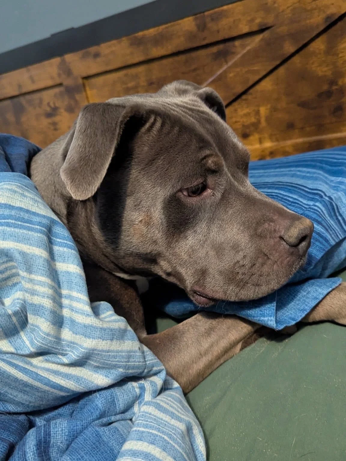 This pretty girl is Minnie. Her adoption fees have been sponsored and she is a 100% different dog in foster versus what she was in the shelter. Minnie was terrified in the shelter. Very reserved and meek and if she was placed in an area of the shelte