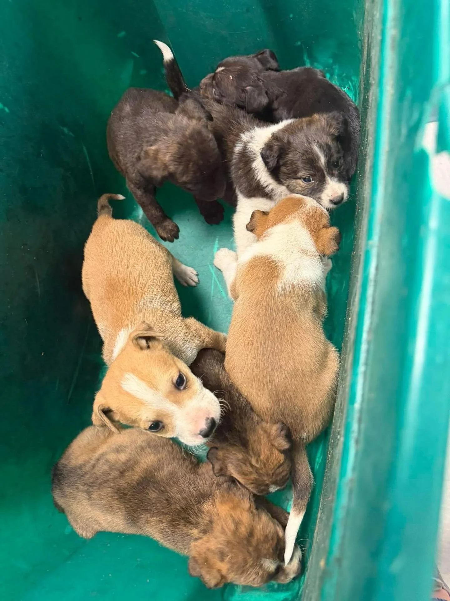It&rsquo;s raining puppies and there are still more coming this week.  We are burning through puppy pads and puppy food quickly!  Blankets, toys, fillable enrichment kong donations are always appreciated!  These pups came from one of the feral mommas