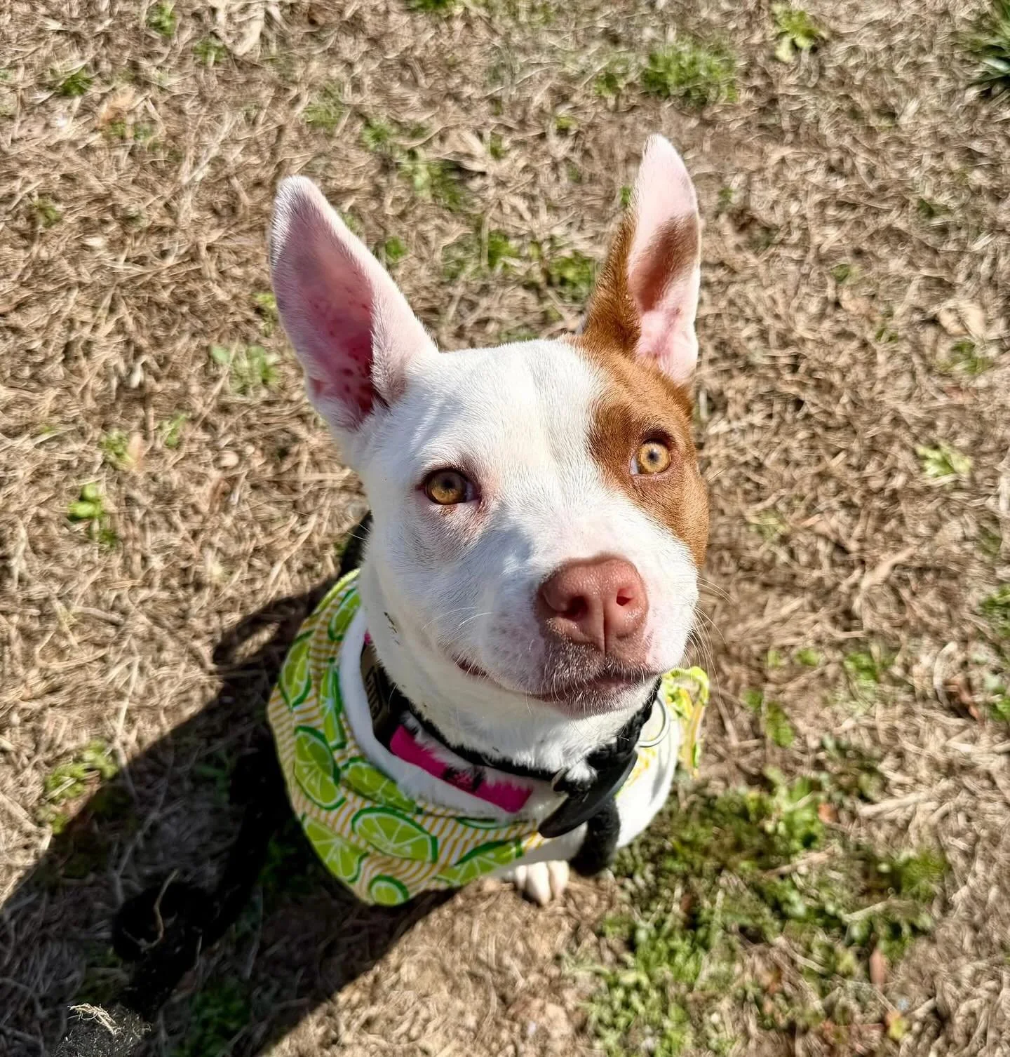 This is Carla and she is a little ball of fire!! She 4 months old, weighs 25 lbs and has done very well with other dogs. She was adopted from another county, but the other dog in the household did not approve of the change. ￼ She will be spayed tomor