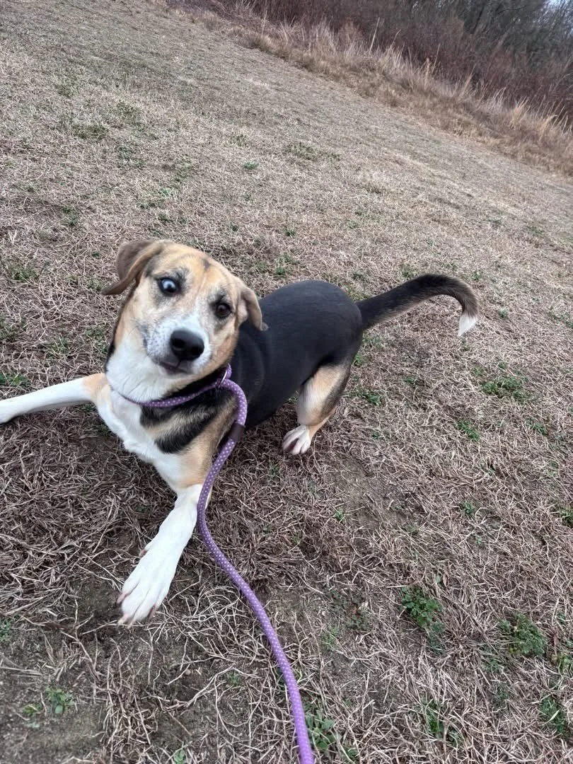 This is Aspen and she is a 2 year old hound/husky mix.  You may have seen that we are raising money to build two very large play yards with an agility course, and it is for dogs like Aspen. Running is genetically ingrained in her and right now she ha