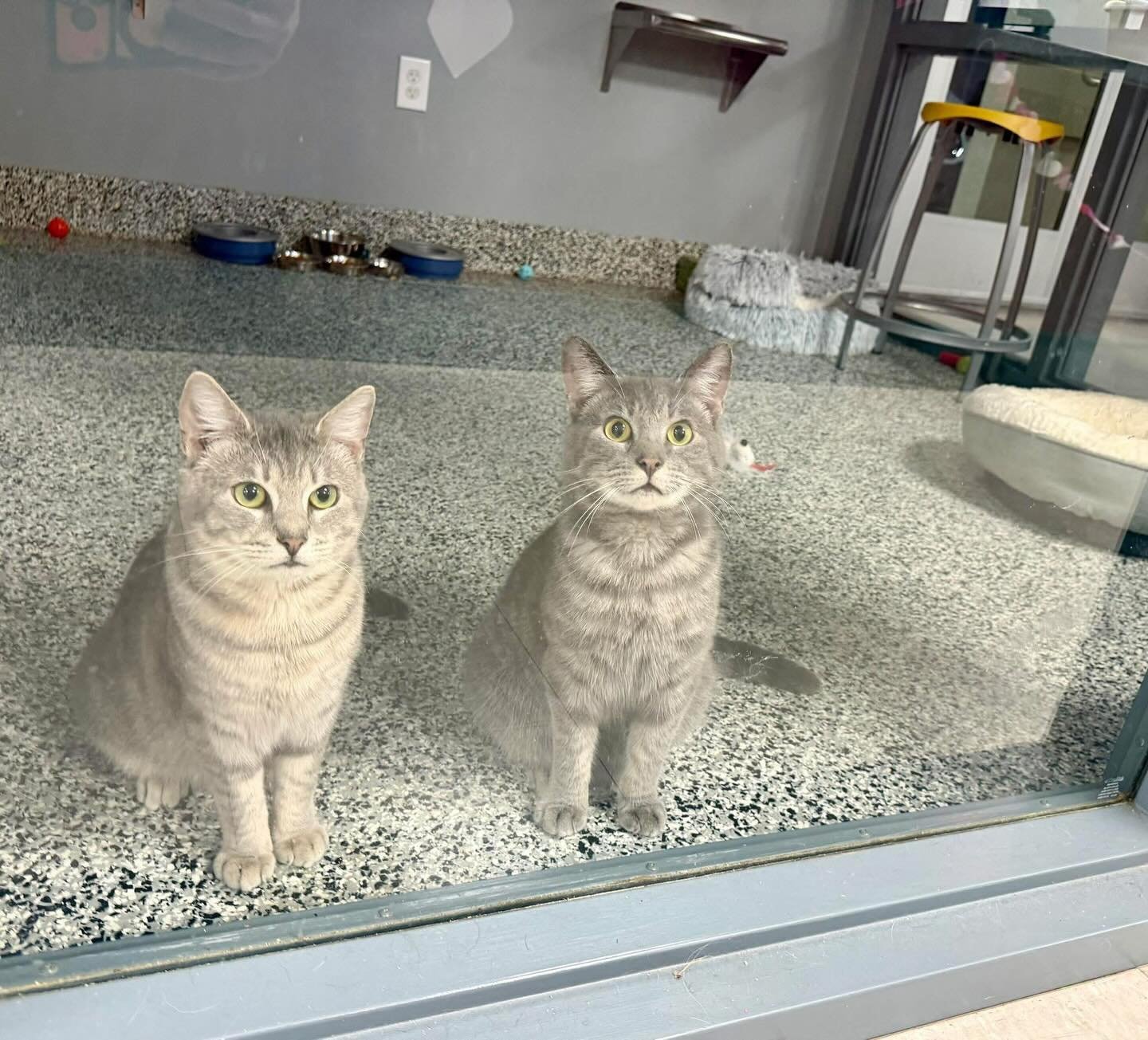 A few of people had to work a bit later than usual last night&hellip; Doc and Yankee had opinions on their shananigans!