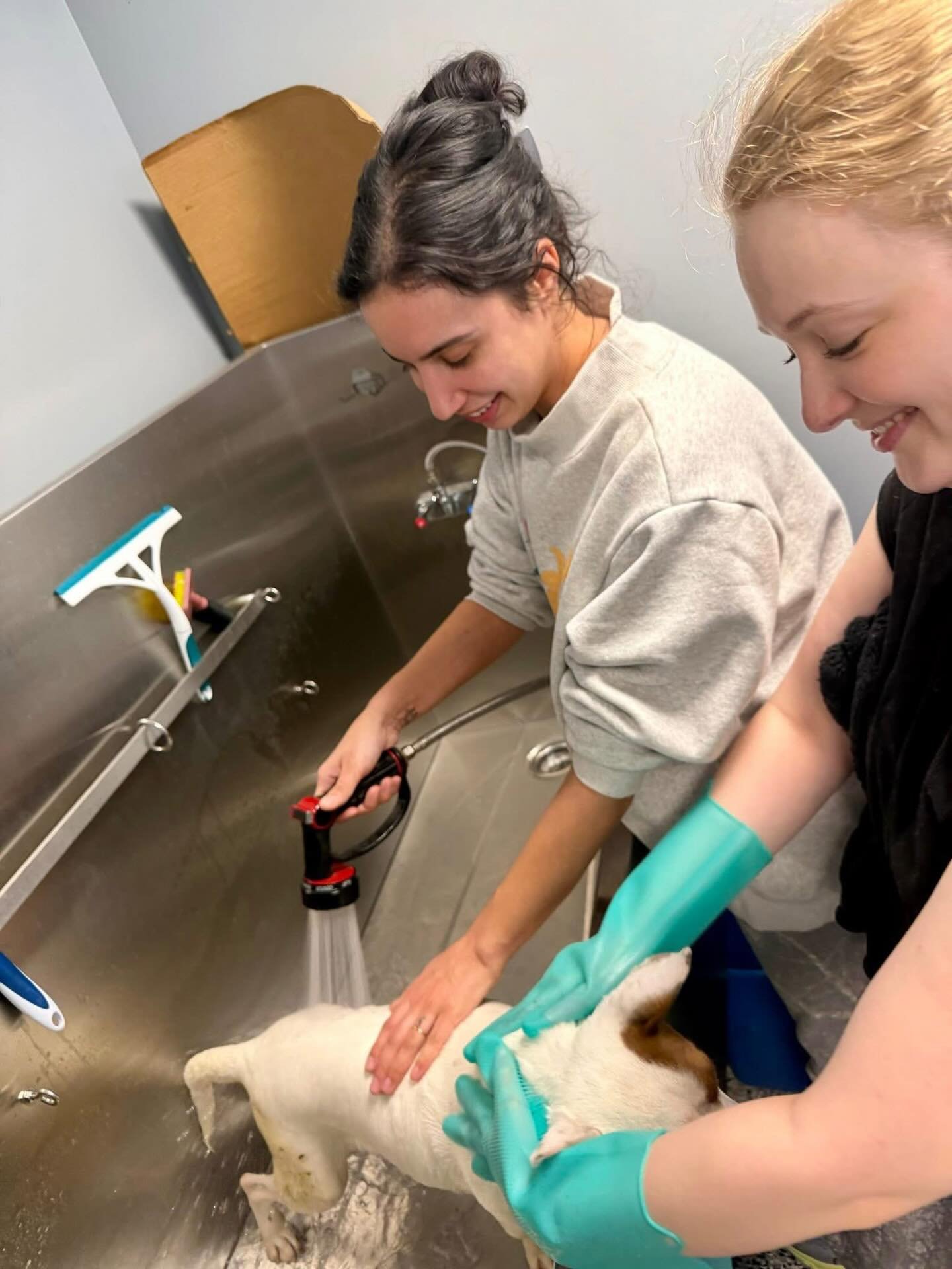 Carla got spoiled by a couple of our volunteers the other day !  She got a much needed bath complete with adorable tutu!  Come volunteer and get your animal fix!  You&rsquo;ll be glad you did. We are thankful for every volunteer. Even just one hour a