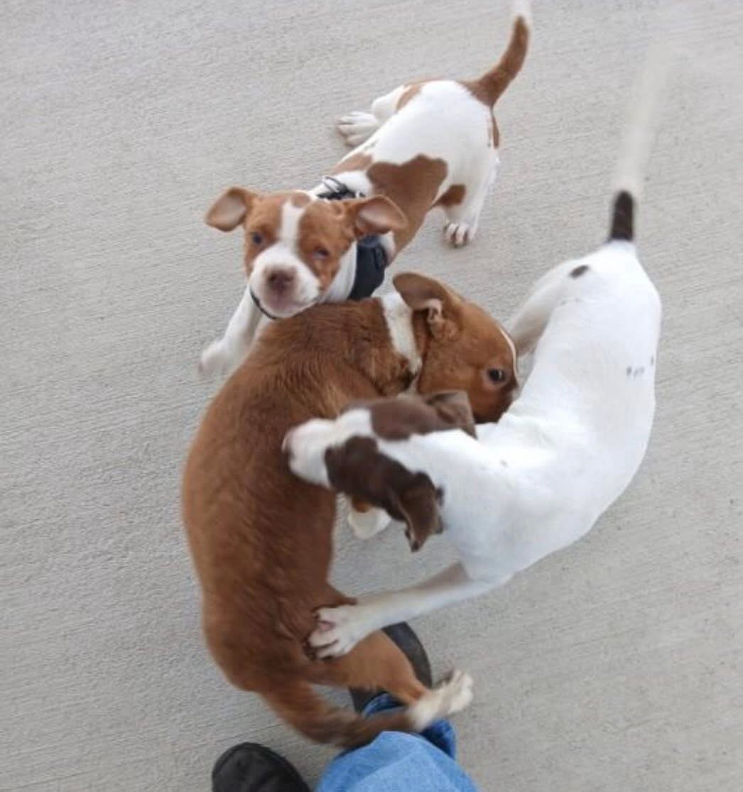 Meet Bigsy, Banjo and Winky. Three amazing puppies ready to be adopted! Mr winky you have seen before due to his medical issue. These sweet puppies do NOT deserve to grow up in the shelter. Consider fostering or adopting them today!