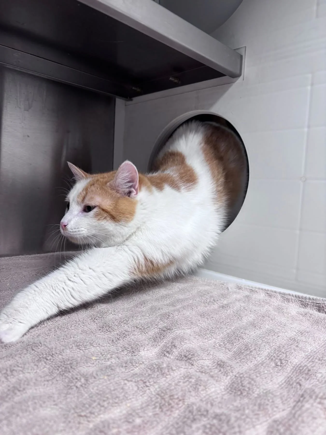 Eating, sleeping, and getting more adorable&hellip; Inferno is doing well, but needs a family to love! Come meet him today, 12pm-4pm💛