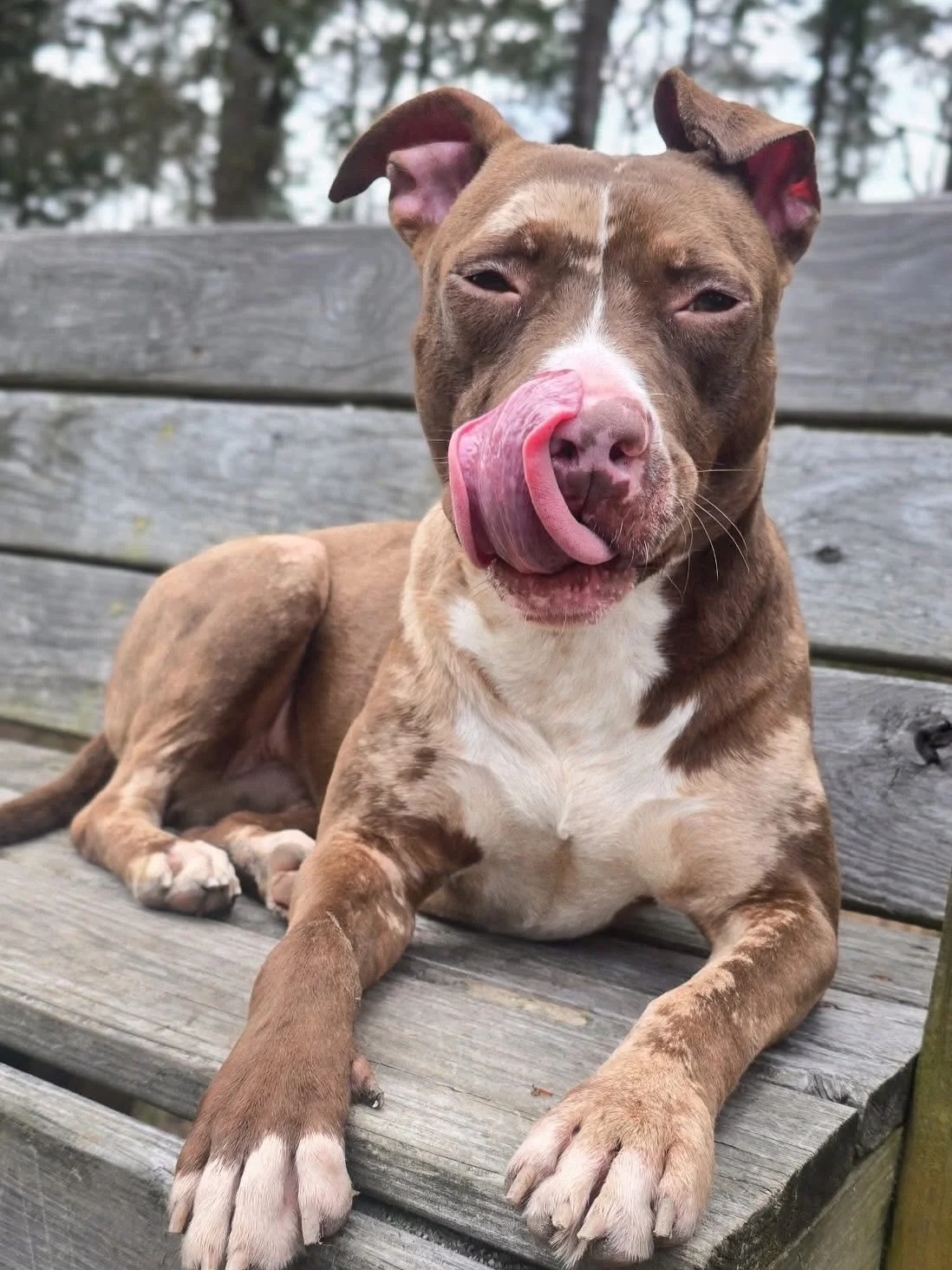 Olive is still waiting for her forever home, but she's making the most of it! This sweetheart loves dogs, struts her stuff in PJs, and is house-trained. No cats, please! If you're ready to fall head over heels, apply to adopt Olive today and set up a