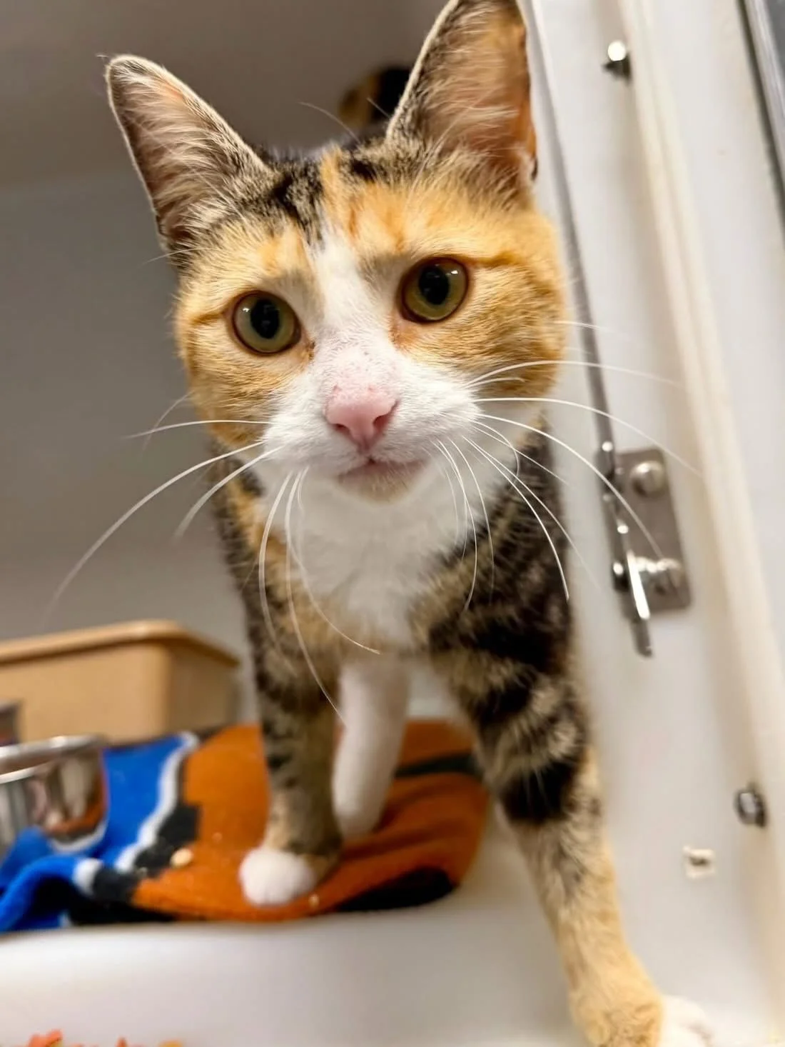 Dandelion, Lyja, Cheerio, Doc and Yankee are going to be spayed and neutered!!! They will be ready for adoption starting on Monday!  Come meet them!