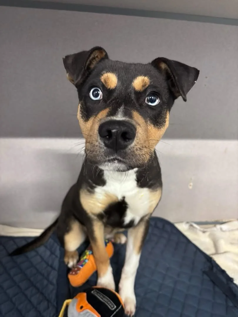 Ring is a 6 month old mix and he is a very reserved but super curious little guy. He weighs around 35 lbs and needs a home or rescue! Come meet him today 12-5! 🤍🐾 his eyes are beautiful and he deserves to grow up with a loving family, not at the sh