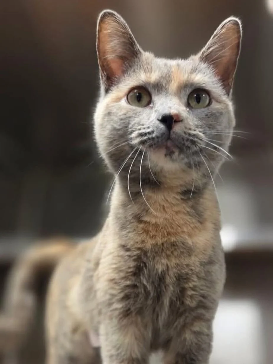 This is Isabella, she is 2 years old. 🐾 Did You Know? This Is a Dilute Tortoiseshell Cat! 🐾

See her soft gray and cream coloring? That&rsquo;s called a dilute tortoiseshell pattern.

🔬 The Science:
Tortoiseshell cats have a mix of two colors &mda