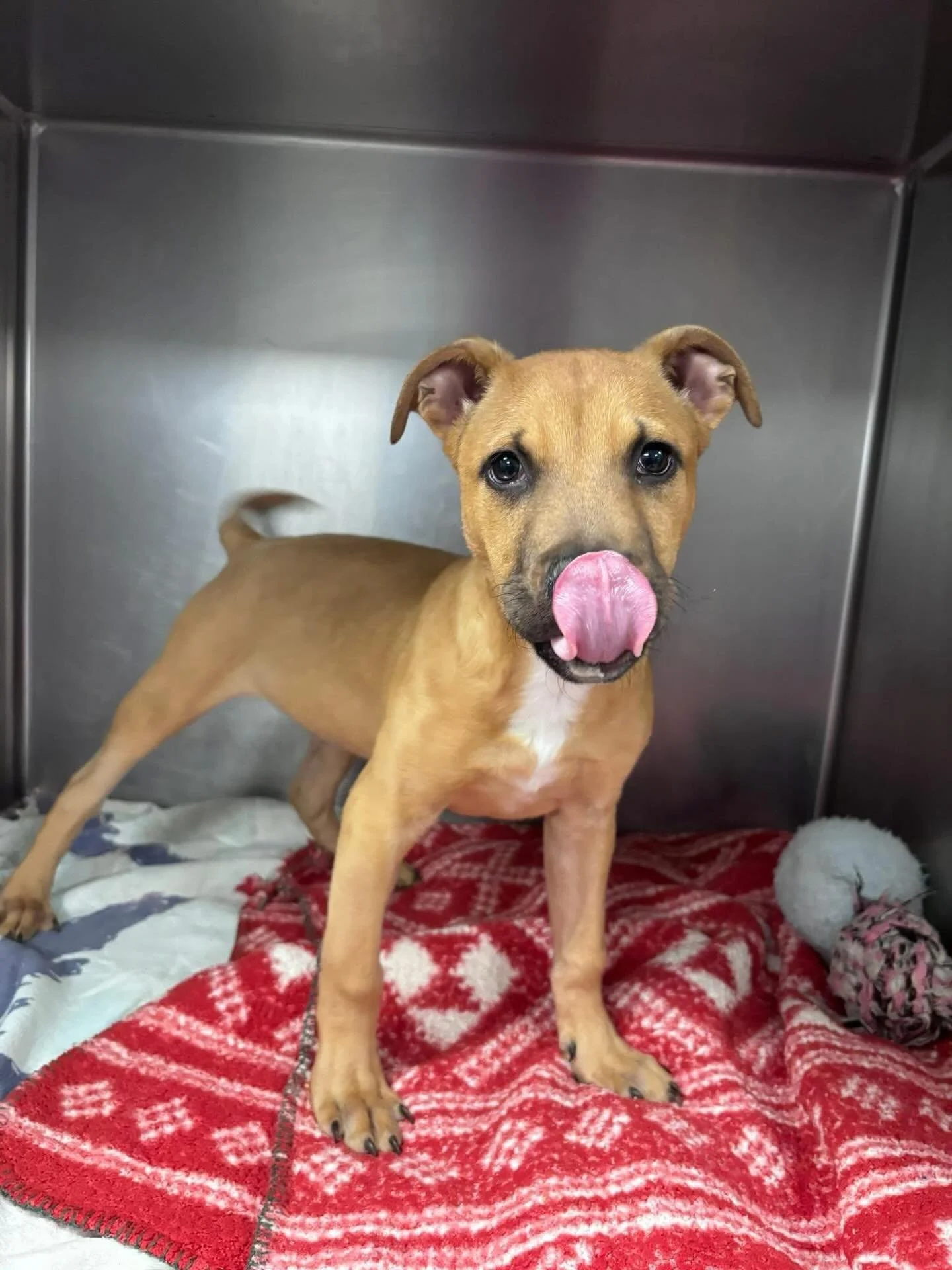Meet Pickles, he&rsquo;s a 3-month-old puppy. He&rsquo;s enjoying his afternoon snack. He sure is a cutie! Open 12pm-6pm today and Wednesday!