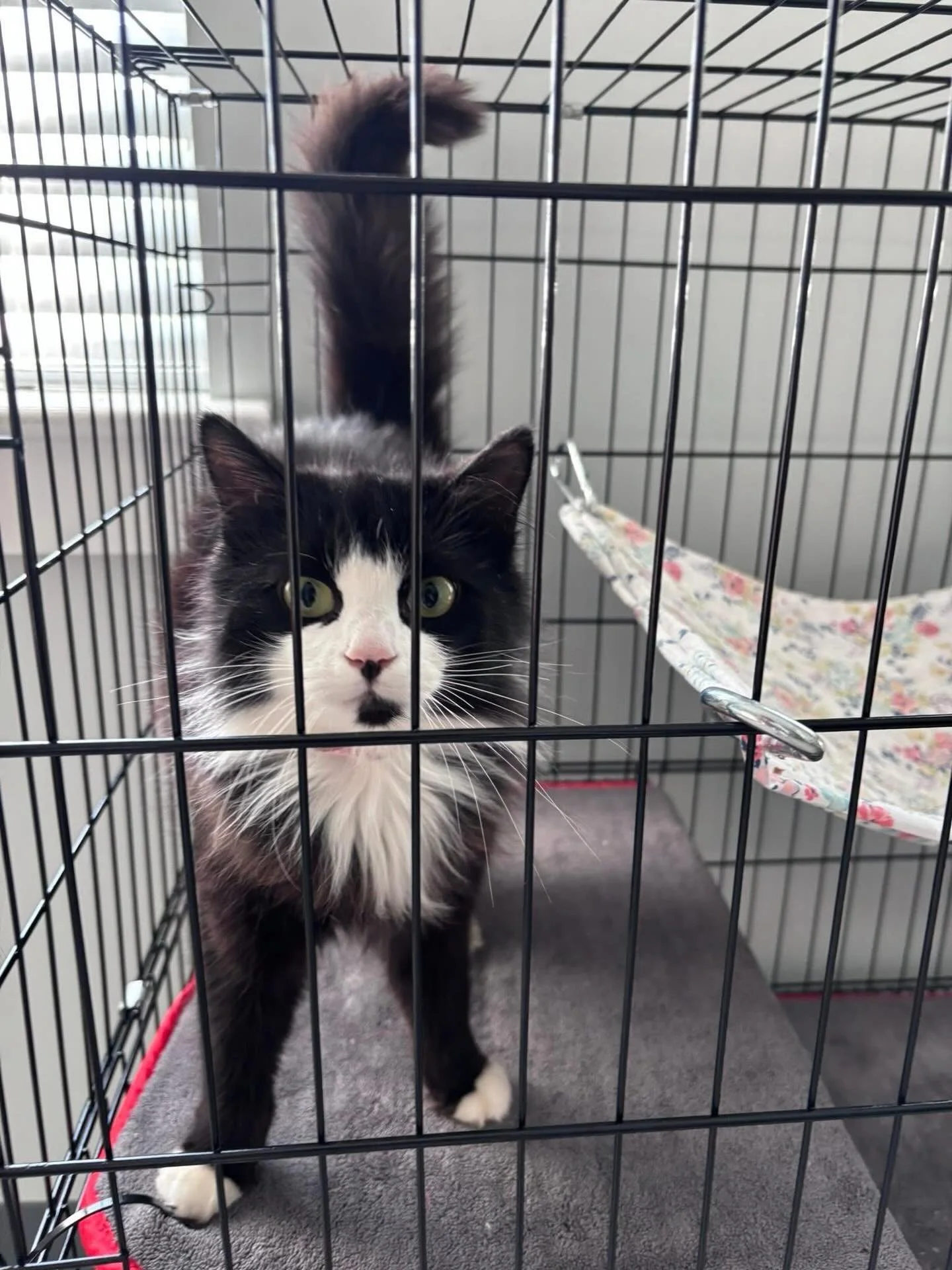 Check out Ms. Oreo! She is 6 months old and absolutely beautiful! Come meet her today 12-6!