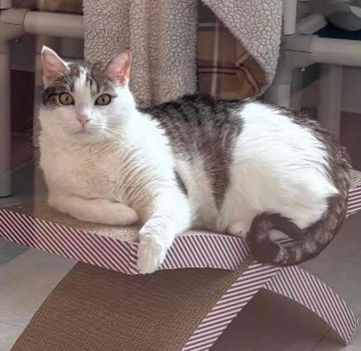 Milo was recently surrendered by his owner, so he&rsquo;s had a lot of change in a short time. 💔

He&rsquo;s still adjusting to shelter life, but every day we see more of his true personality &mdash; and it&rsquo;s incredibly sweet. He leans in for 