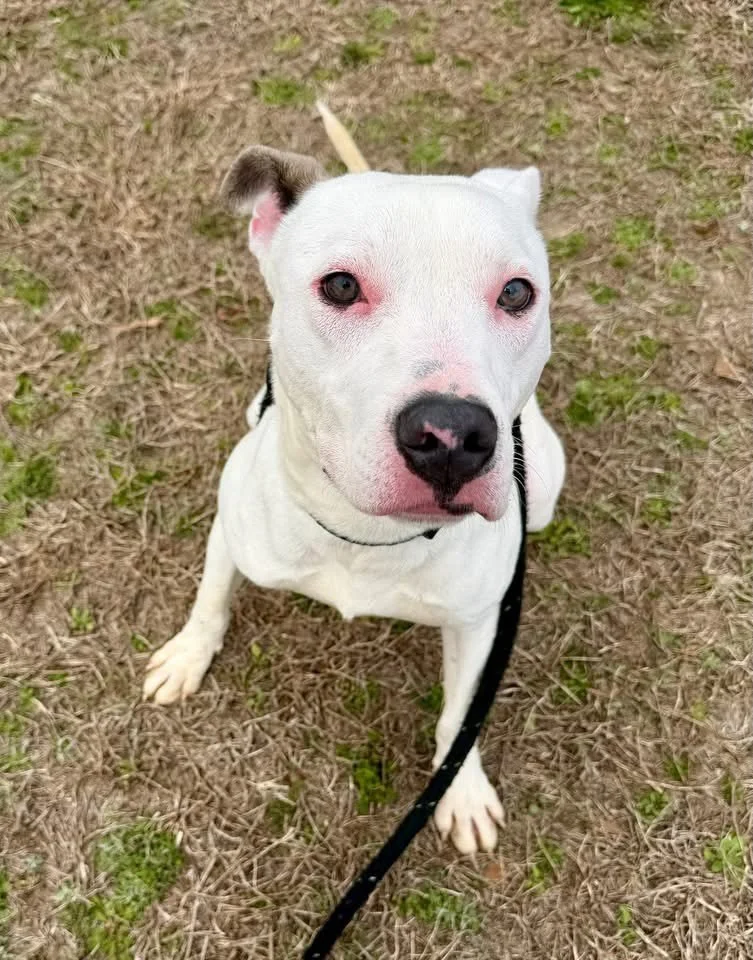 This is Snoopy!  He is about 1.5 years old and despite being very playful, dog friendly and affectionate, he is one of our longest residents. Snoopy has been here since November, with no interest.  He is starting to really struggle here in the shelte