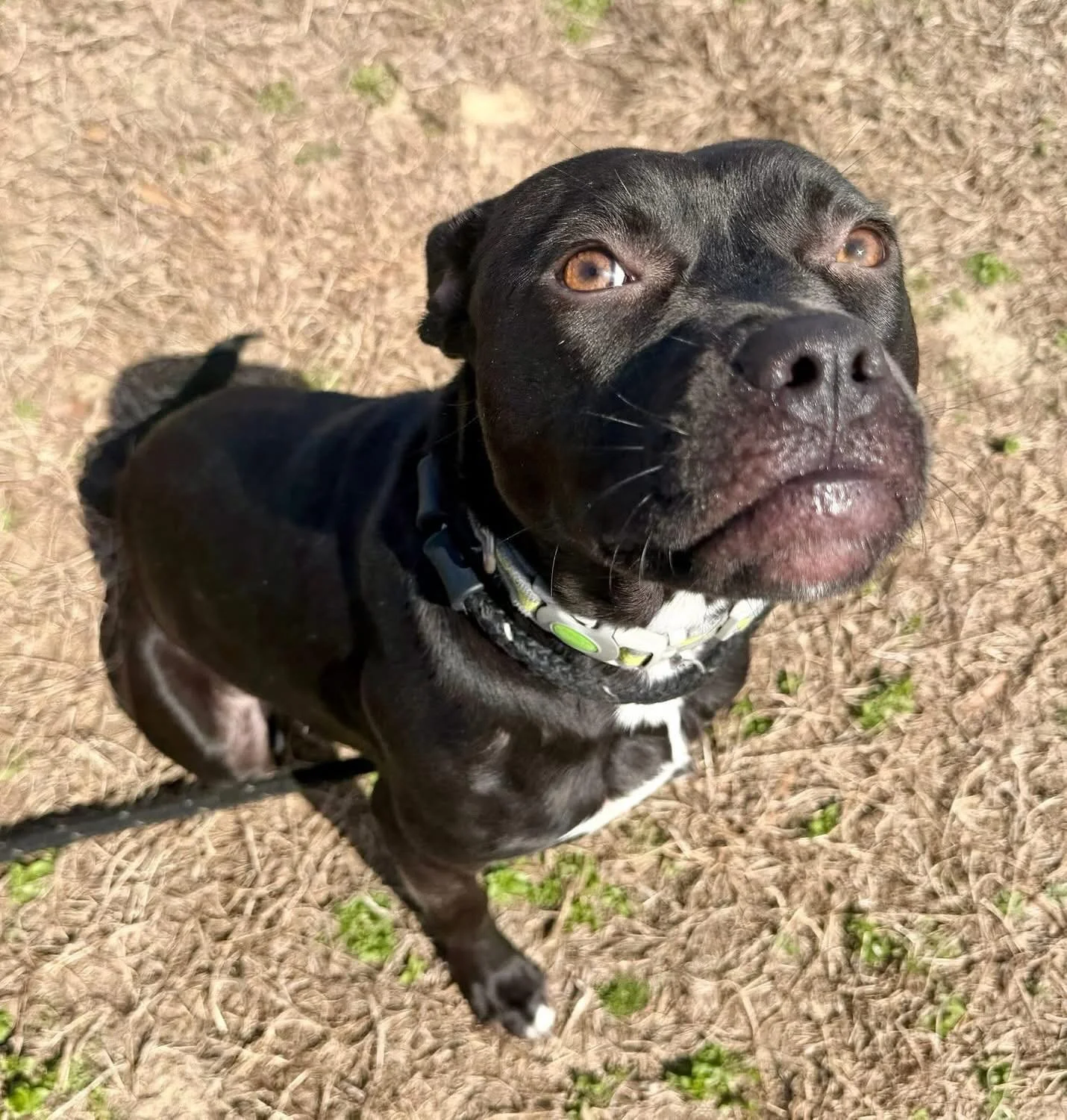 Meet Bella! This 9-month-old sweetheart weighs just 35 lbs and has already stolen hearts. Recently surrendered by her owners, she's looking for a new best friend. The best part? She's a total cuddlebug who loves cats, dogs, kids, and snuggling. If yo