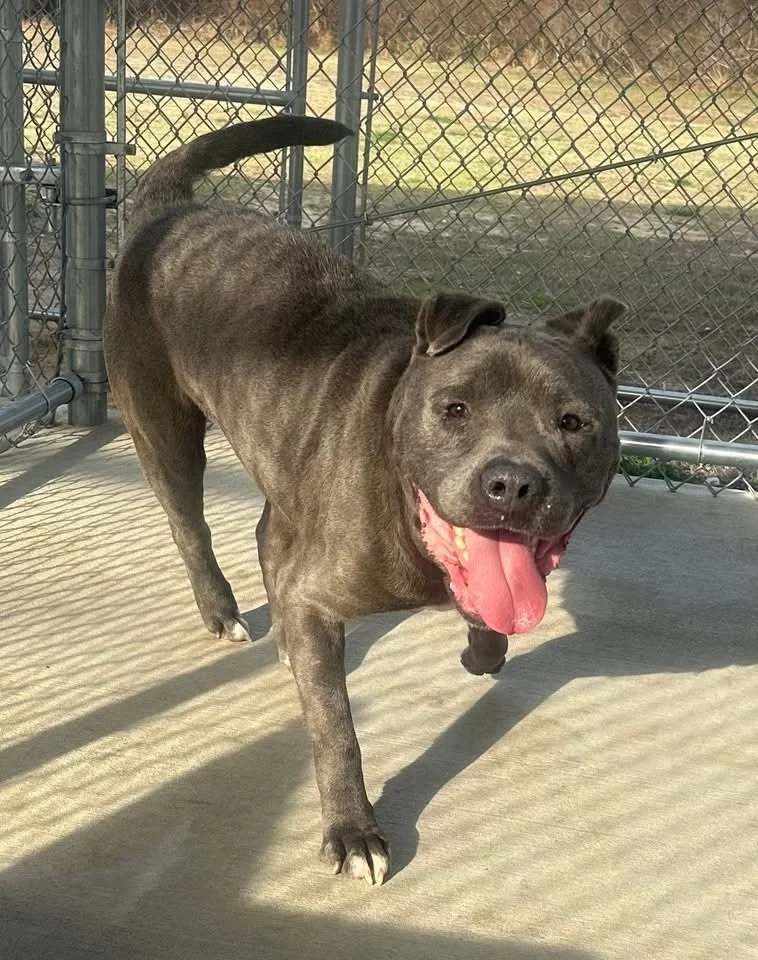 Azul, a six-year-old dog, is looking for a new lease on life. With his friendly demeanor, he would make a great companion. Unfortunately, the markings on his neck are evidence of a past marked by tethering at the hands of his previous owner. Given hi