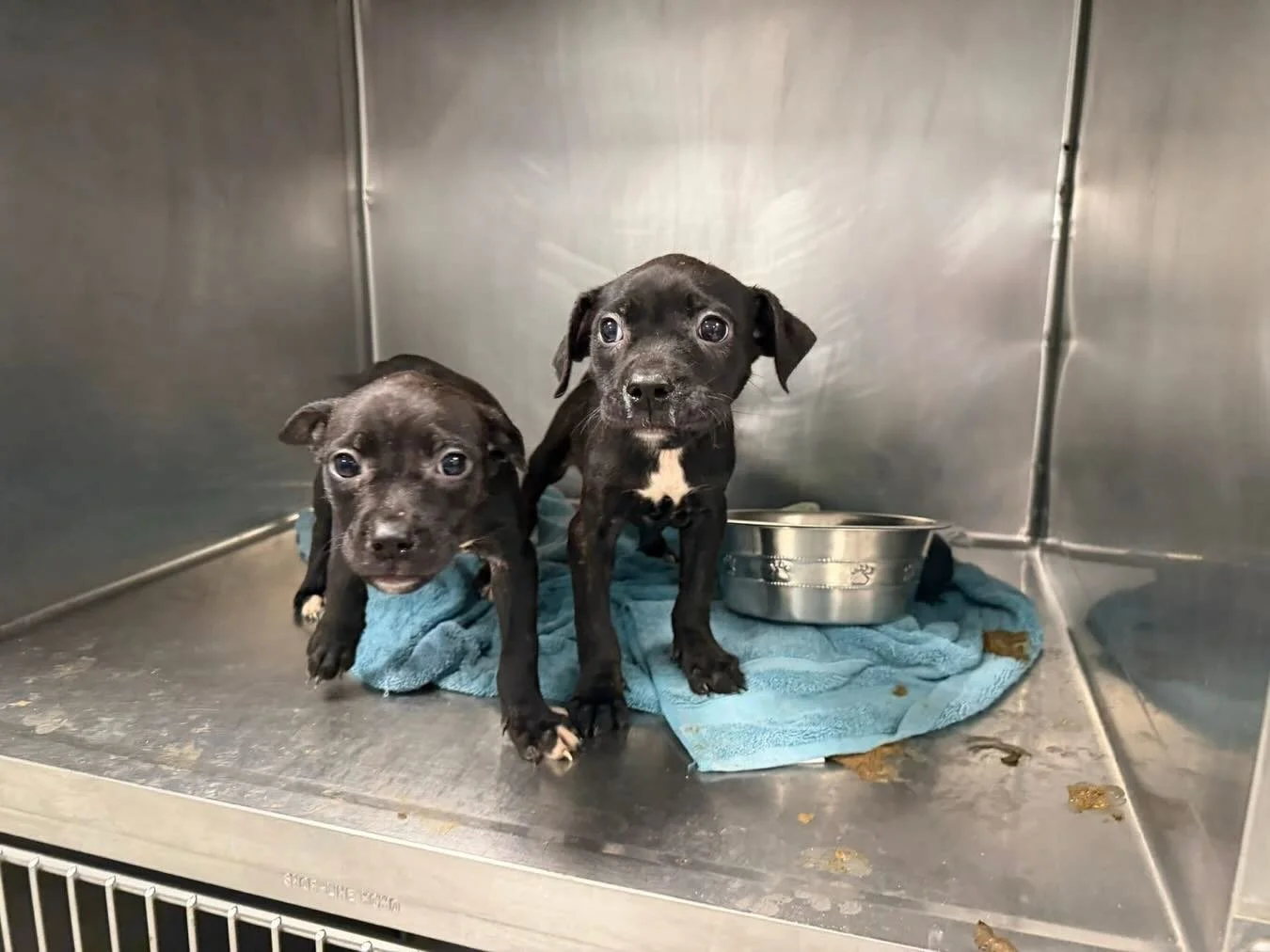 We've got our hands full with 30 playful puppies! If you've been considering adoption, now's the time to meet our adorable pups! We're in need of wet and dry food, collars, and your love. Help us out by adopting or donating today!!!