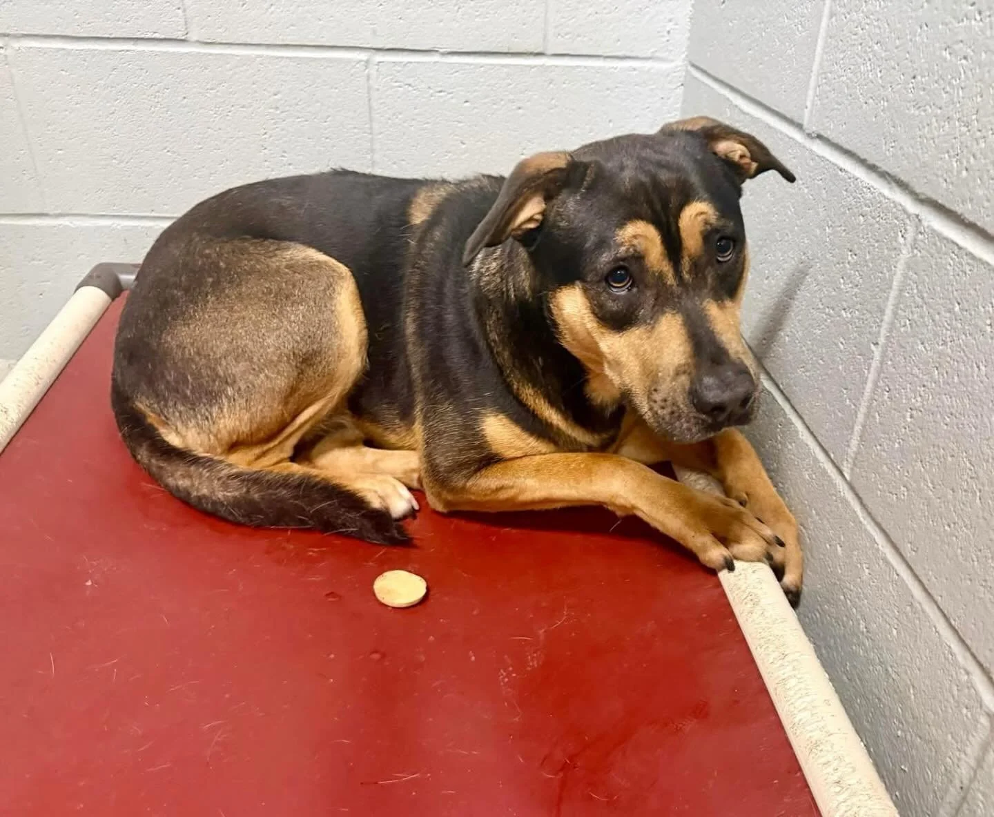 Betty Lou&rsquo;s eyes break our hearts. We know how kind and sweet she wants to be, but she is just too overwhelmed at the shelter to let her personality shine through. If your rescue has space please reach out to us!