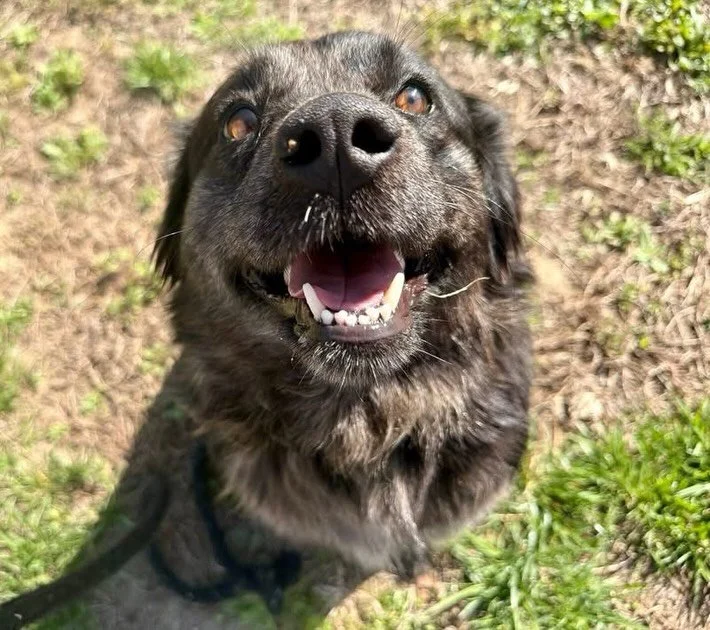 Need a permanent shadow? If you thrive on constant companionship and can't imagine a moment without your furry sidekick, Sydney's your girl! This clingy 3-year-old Aussie mix loves being around people and other dogs. Plus, she'll keep you on your toe